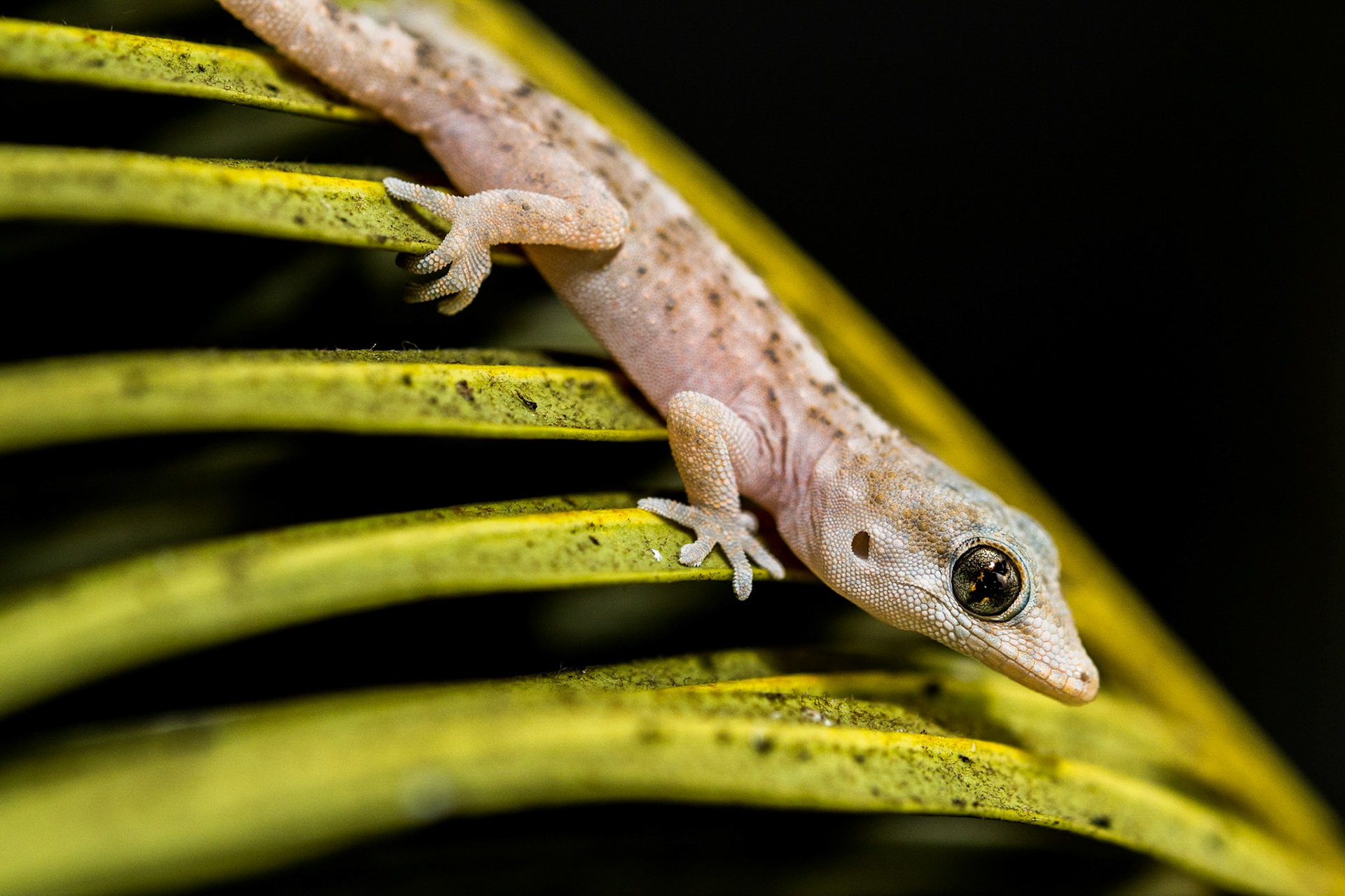 Tenerife gecko (Tarentola delalandii)