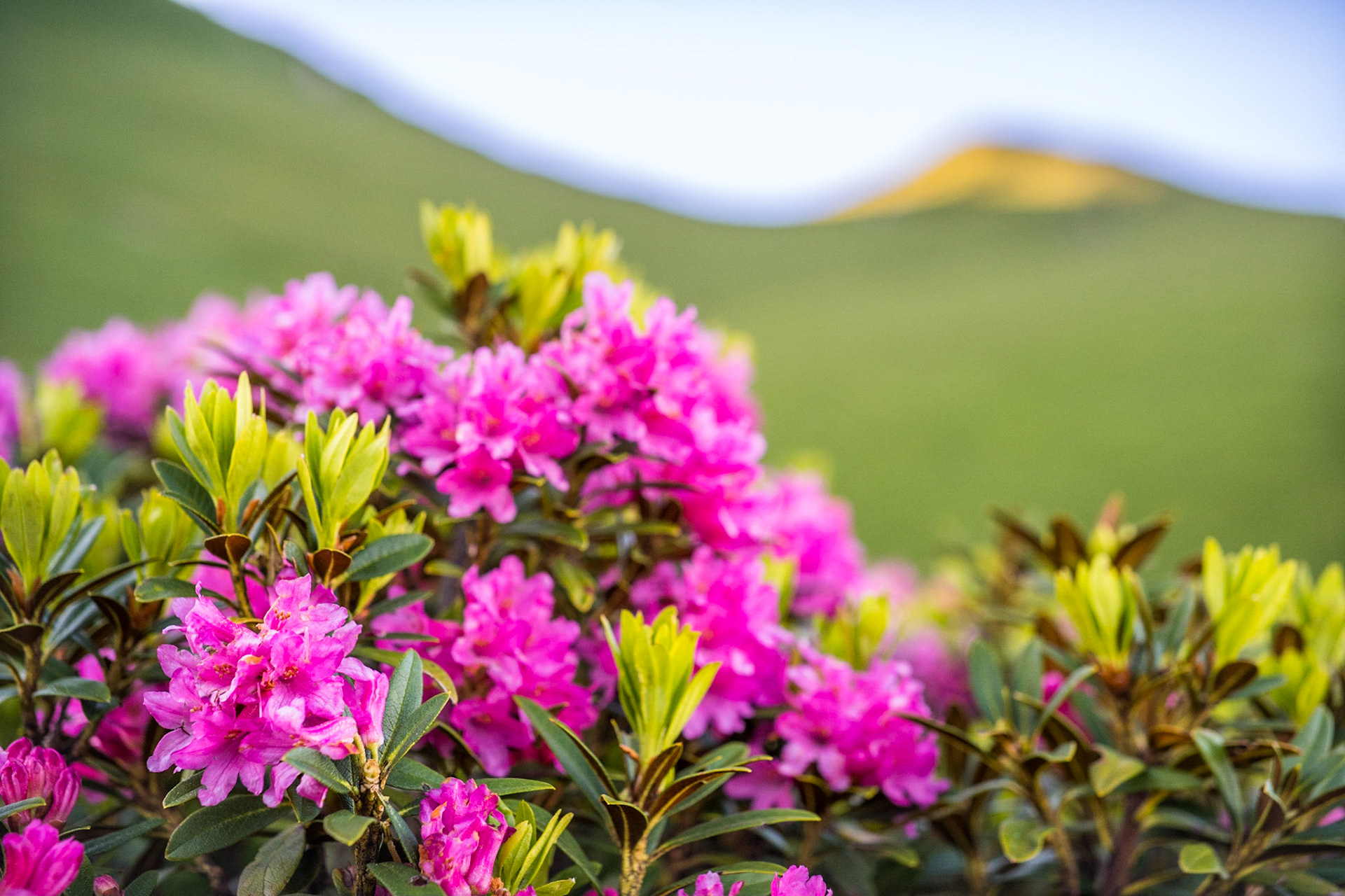 Alpenrose (Rhododendron ferrugineum)
