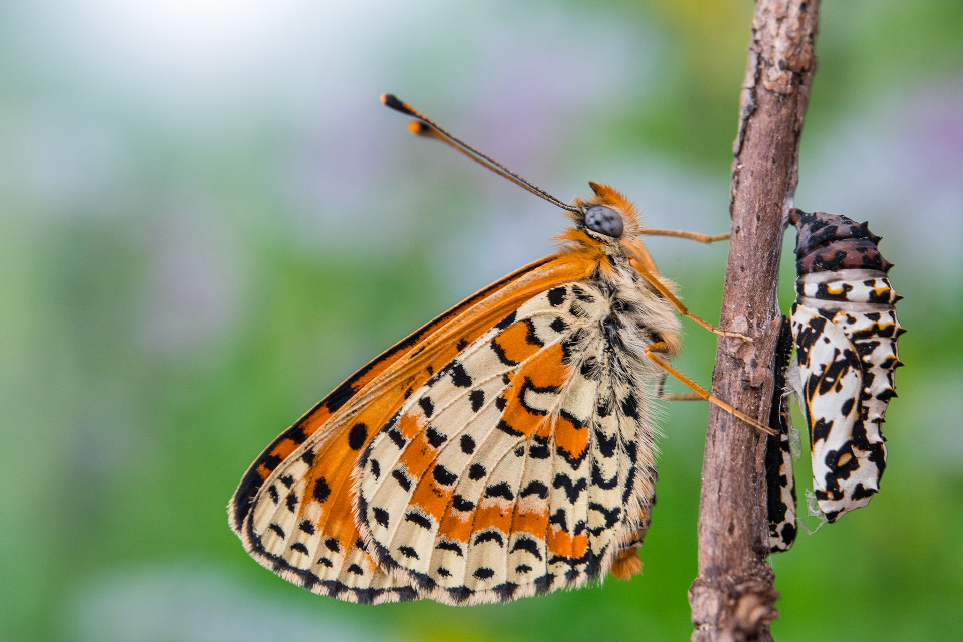 Spotted fritillary (Melitaea didyma)