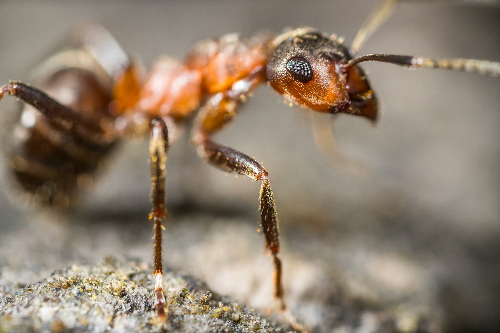 Wood ant (Formica)