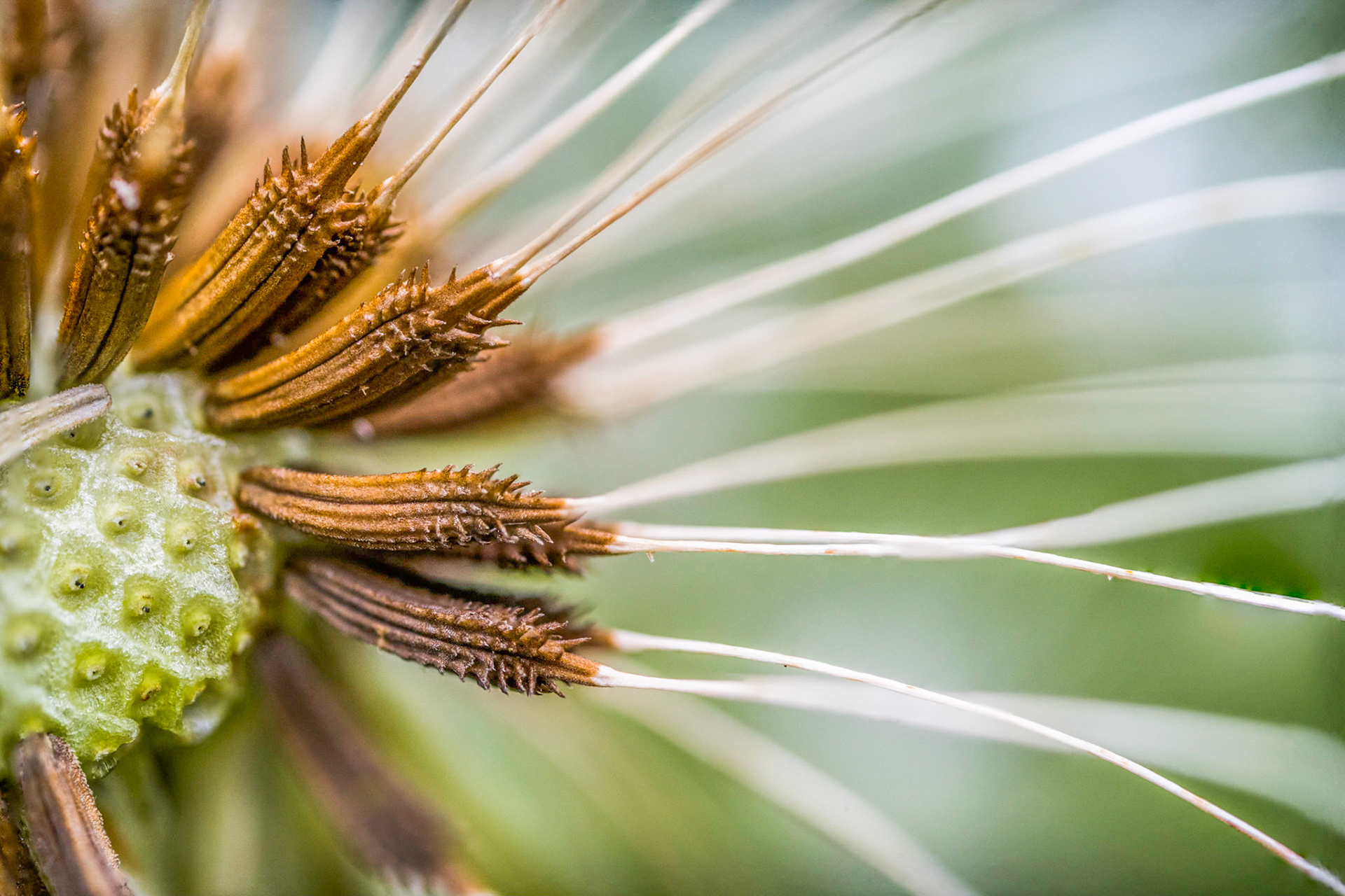 Dandelion (Taraxacum officinale aggr.), seeds