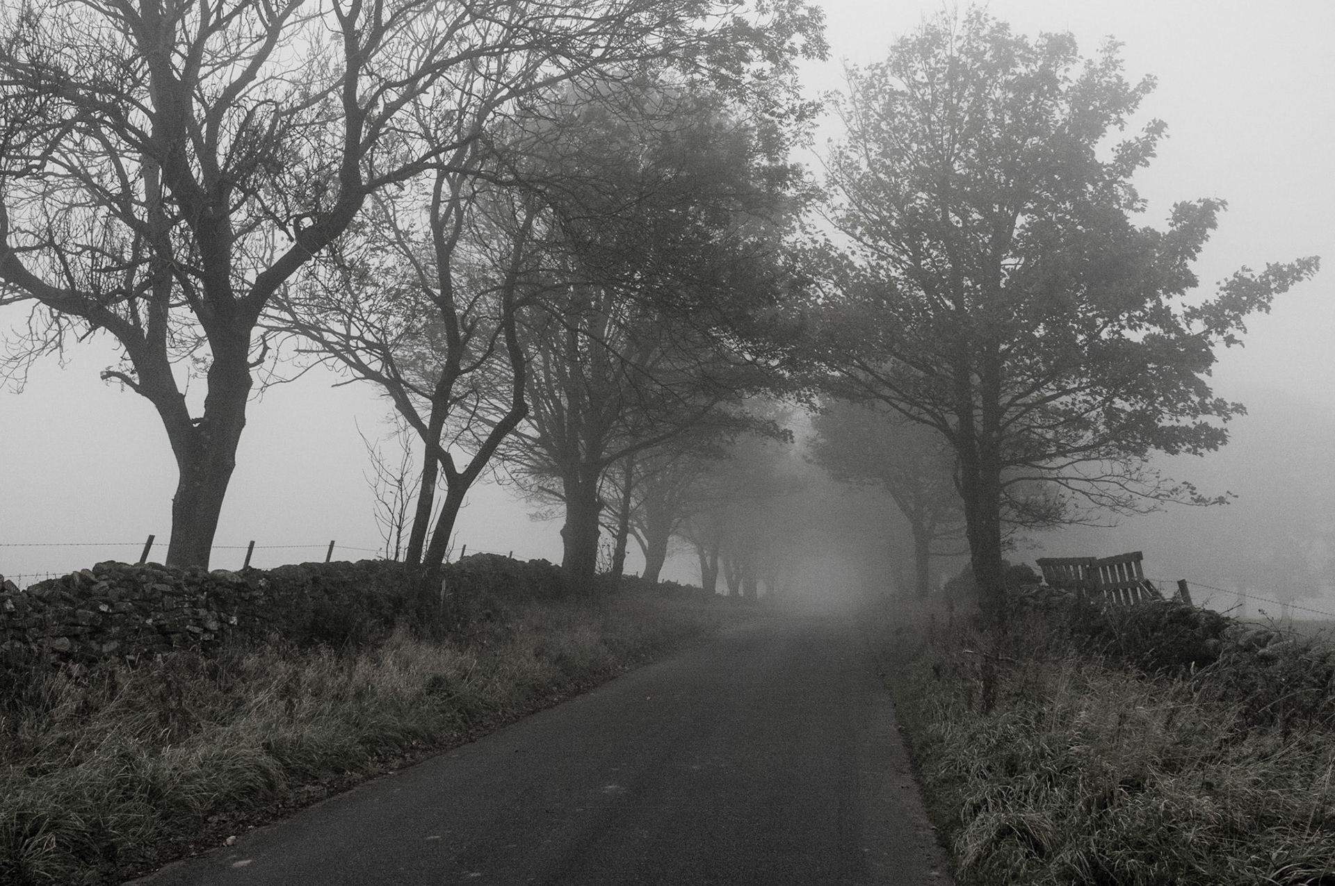 Treelined single track road disappearing into mist in  distance with wild grass verges and dry stone walls on either side, Yorkshire Dales, England