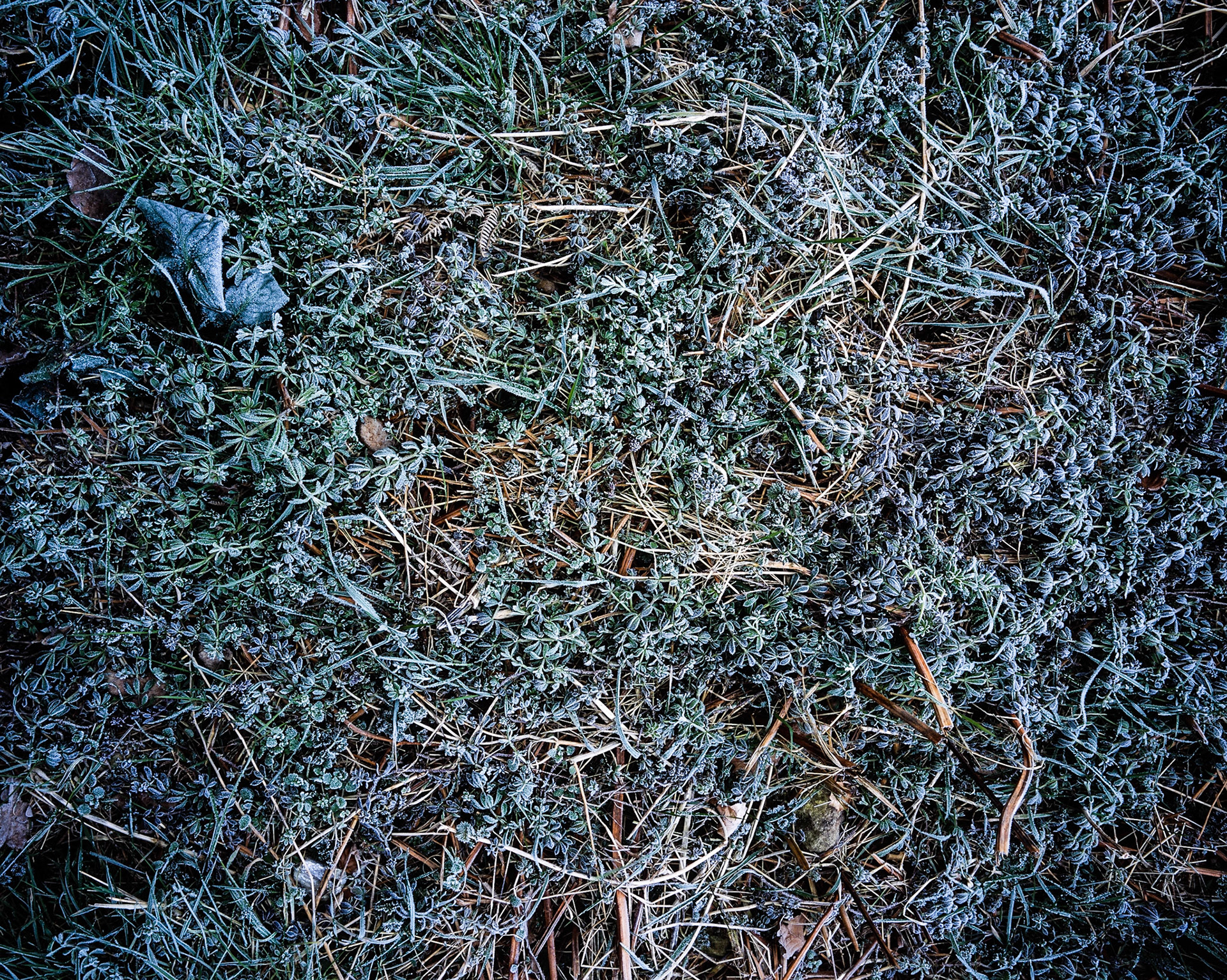 Frozen grass, Belgium