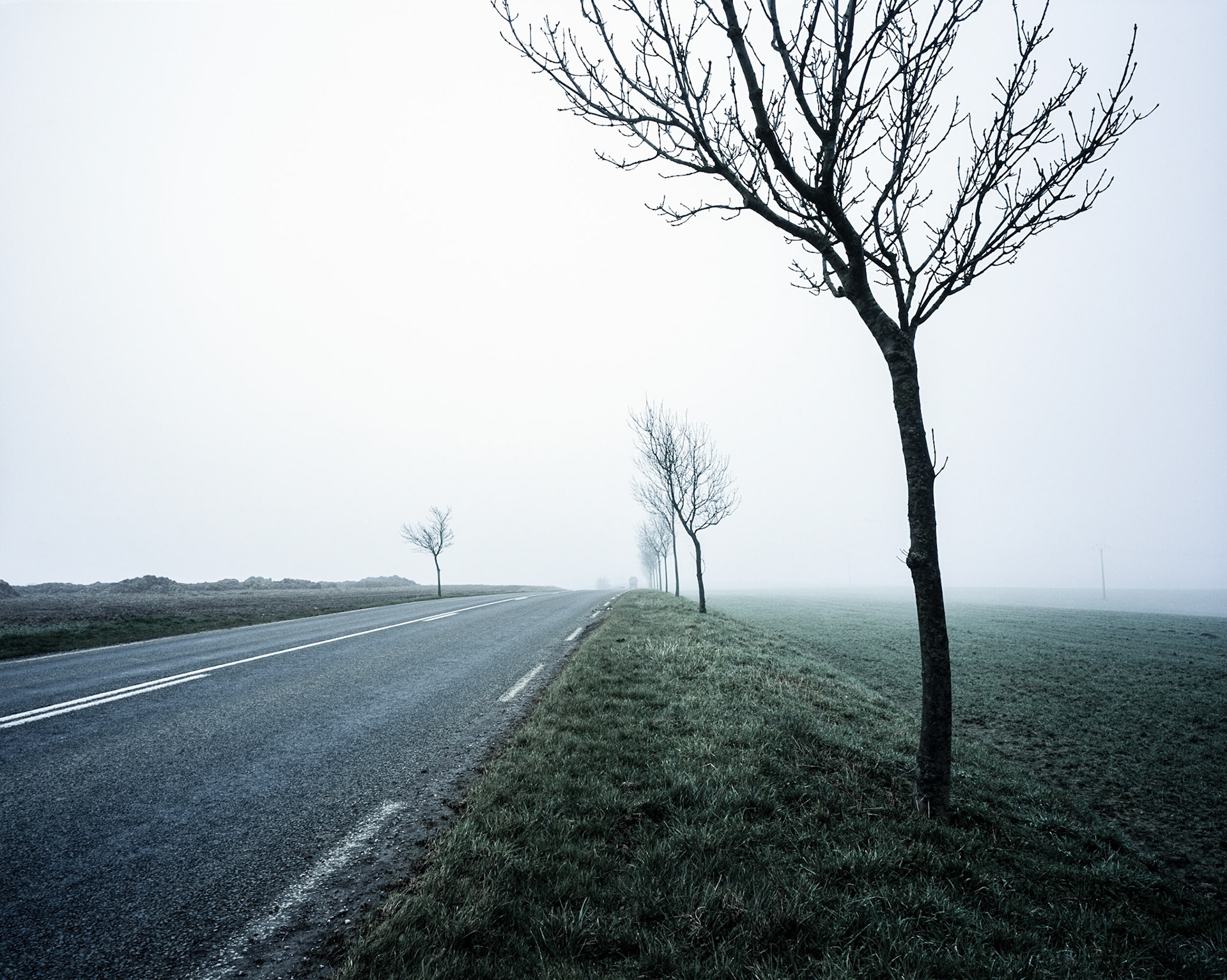 Trees without leaves lining road surrounded by farmland on misty afternoon, rural Belgium