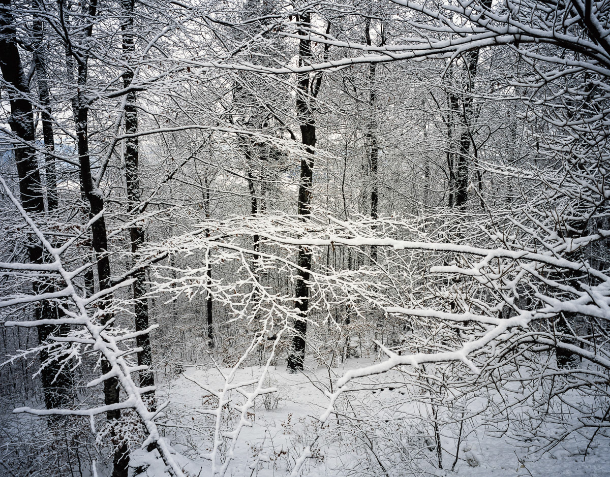 Woodland near Neuschwanstein castle in the Bavarian Alps near Hohenschwangau