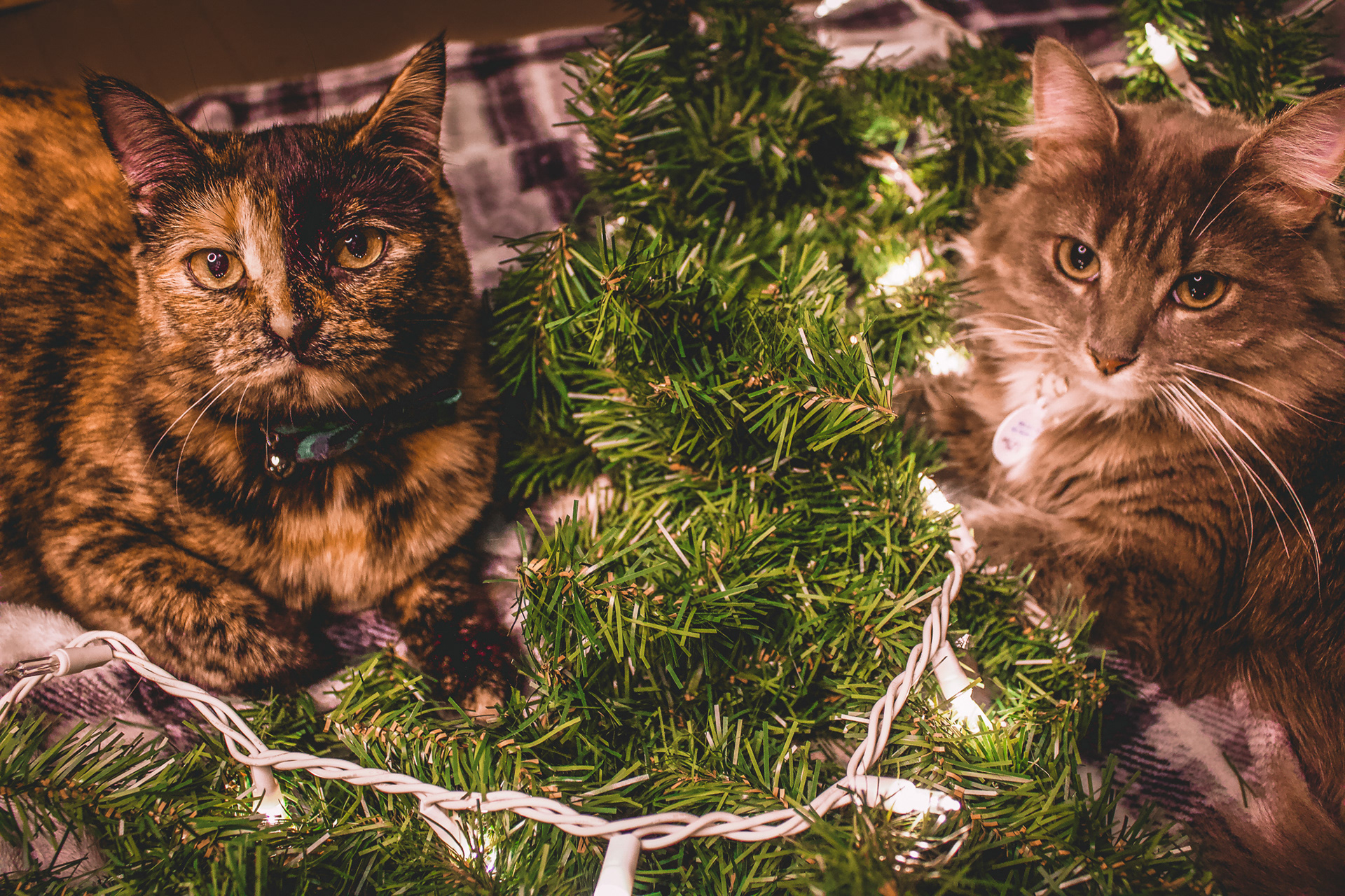 Luna and Ash