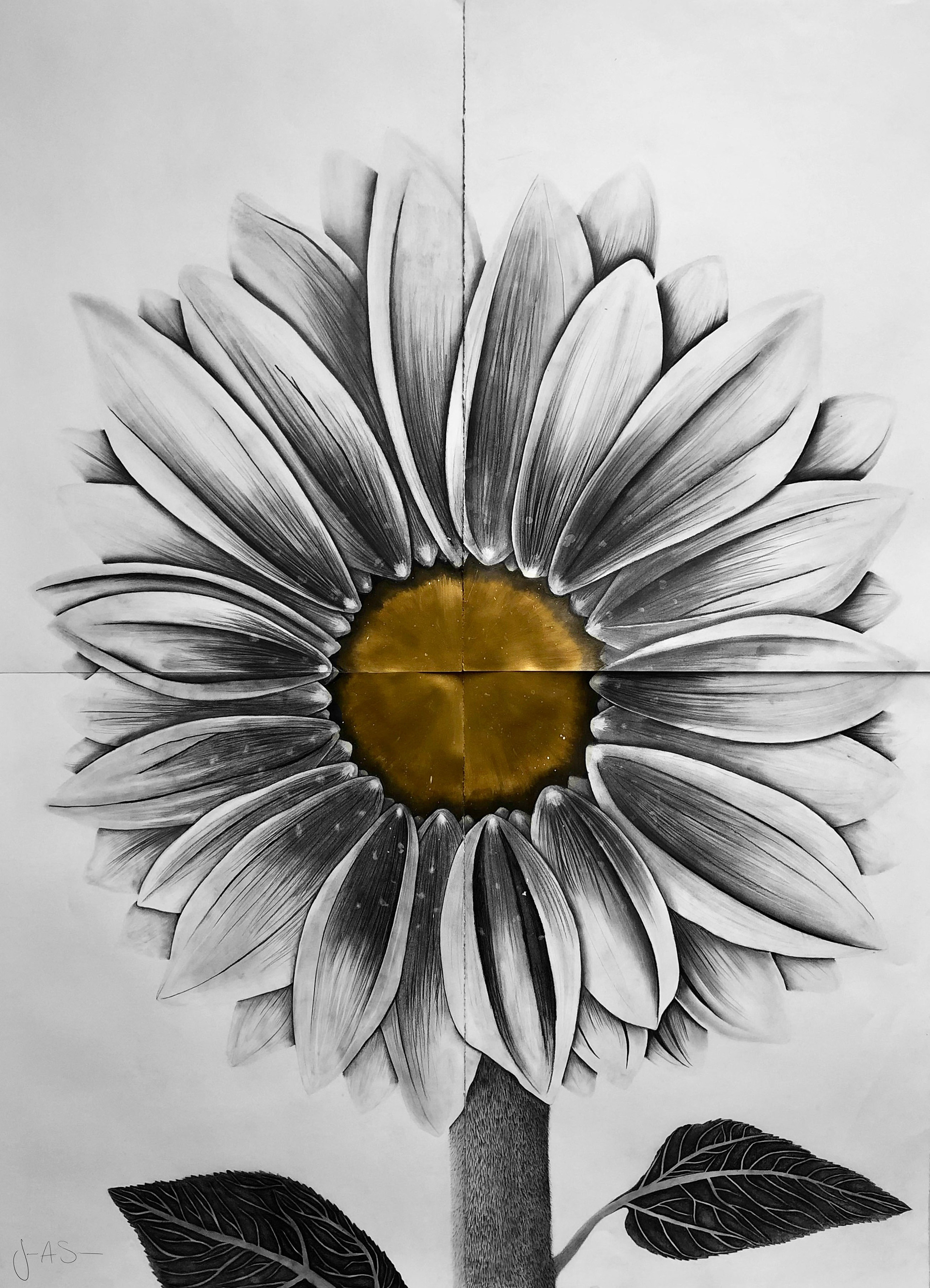 Helianthus