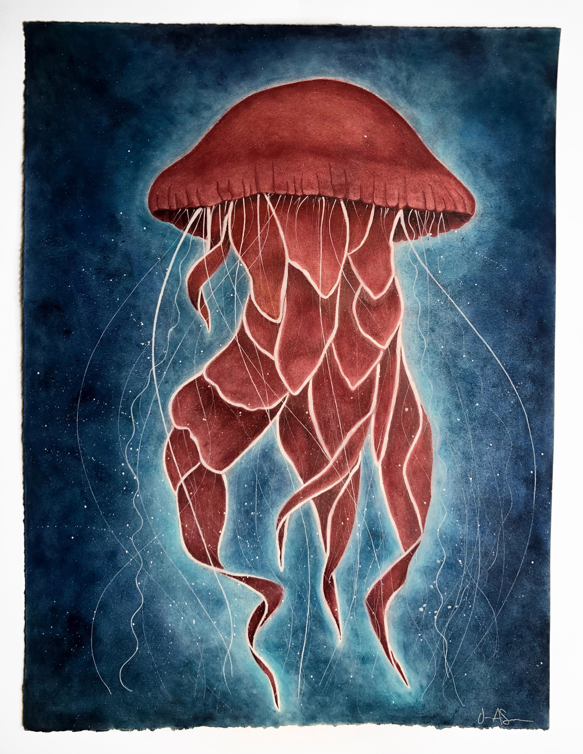 Jellyfish