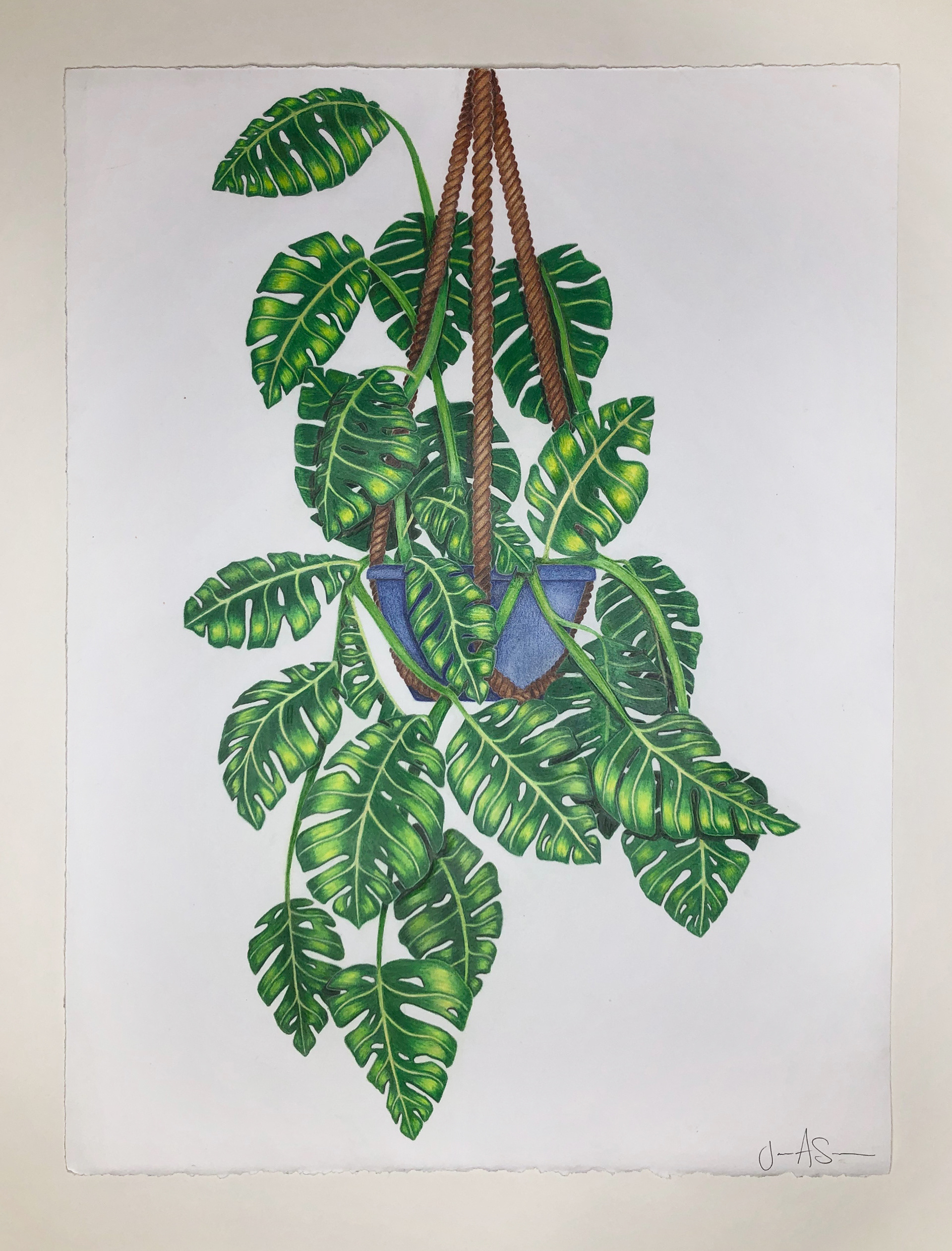 Monstera Plant