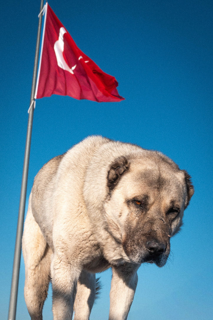 Kangal, Ani Turquie, 2026