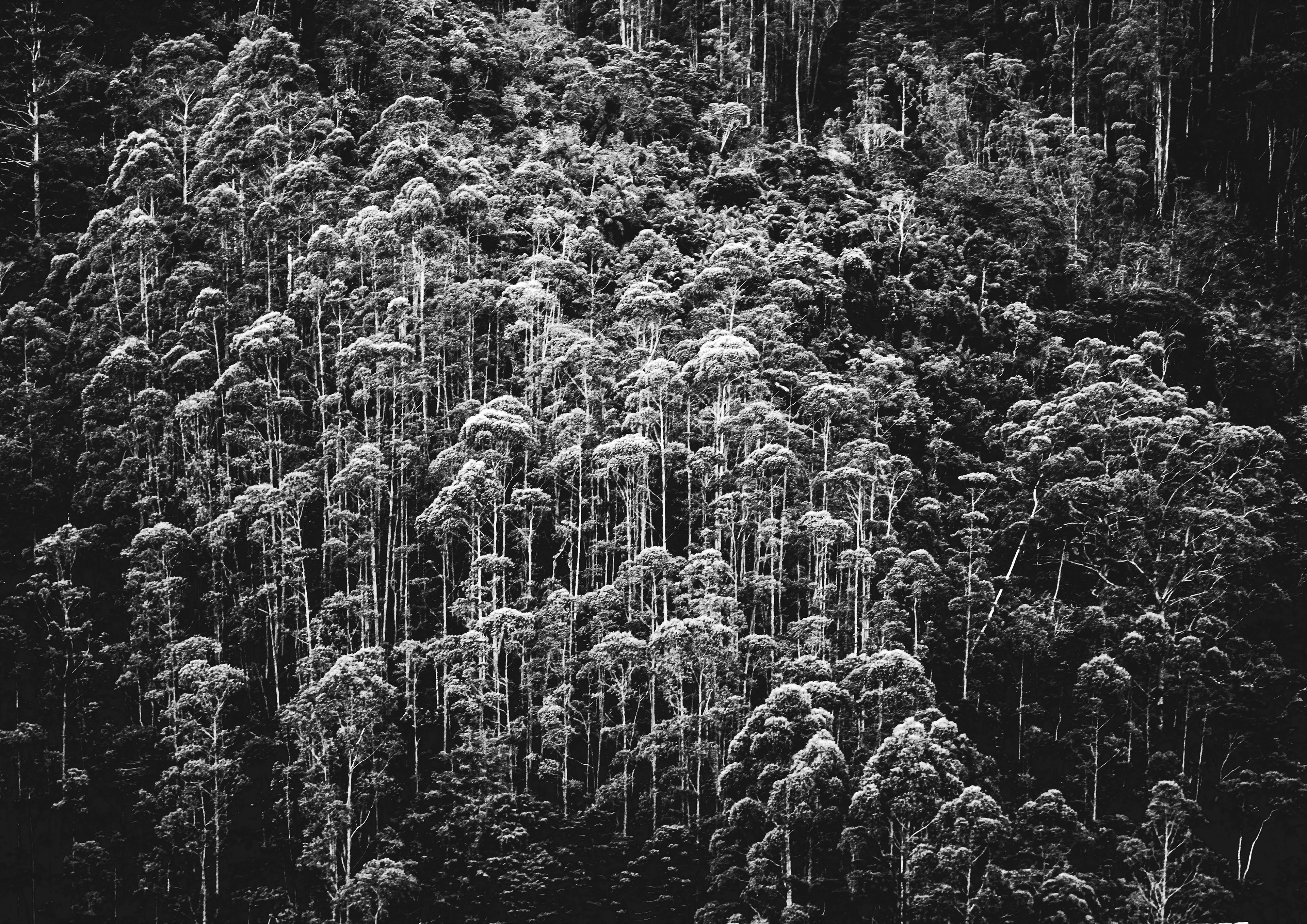 59,4 x 42 - Povo da Mata
