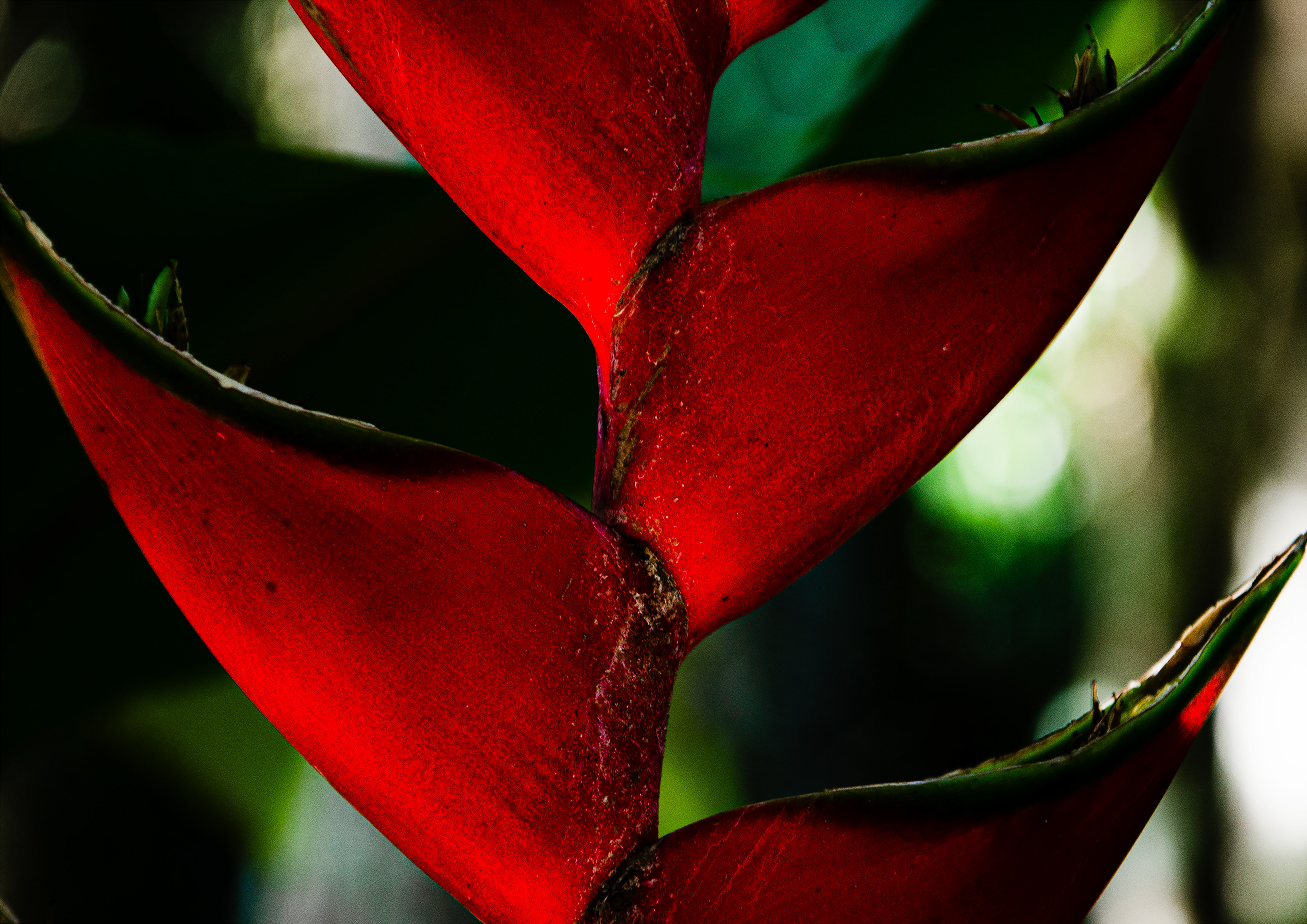 59,4 x 42 - Vermelho