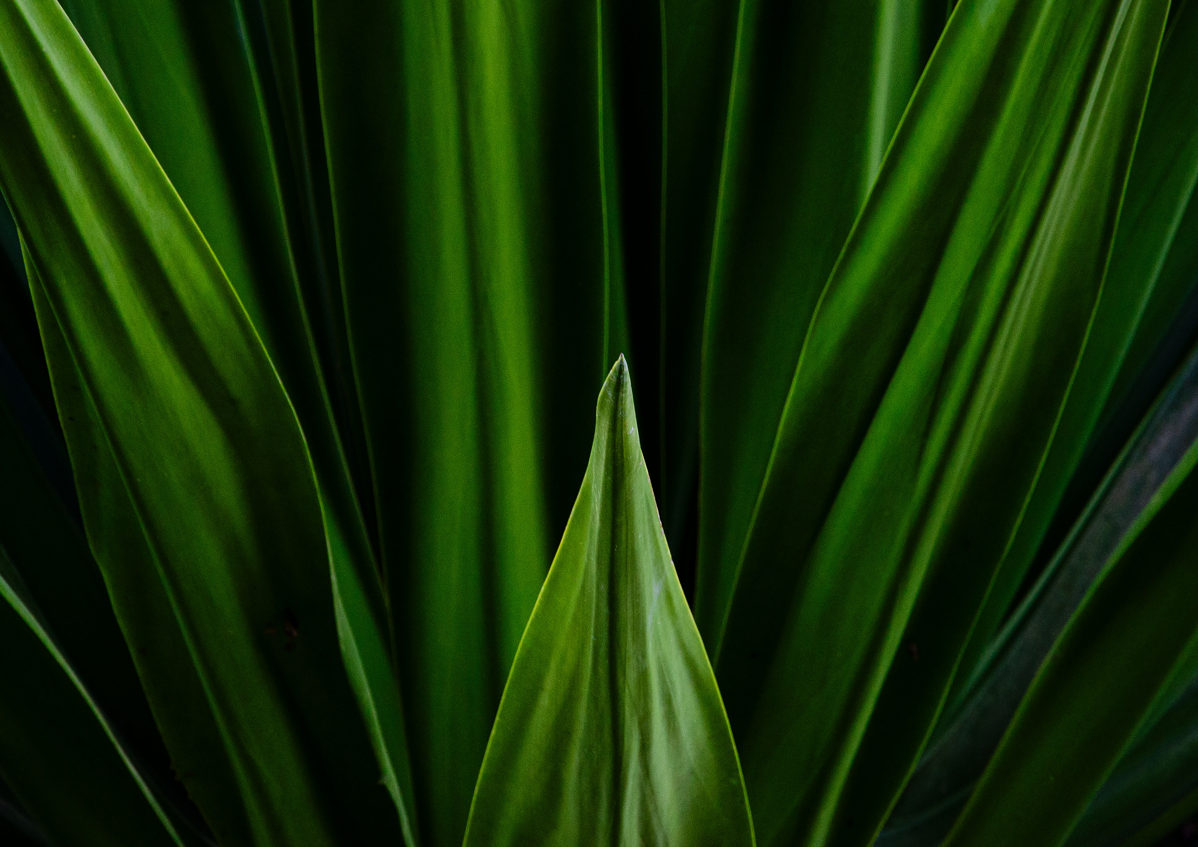 59,4 x 42 - Verde I