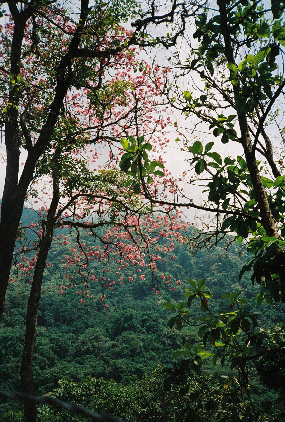 Minca, Colombia