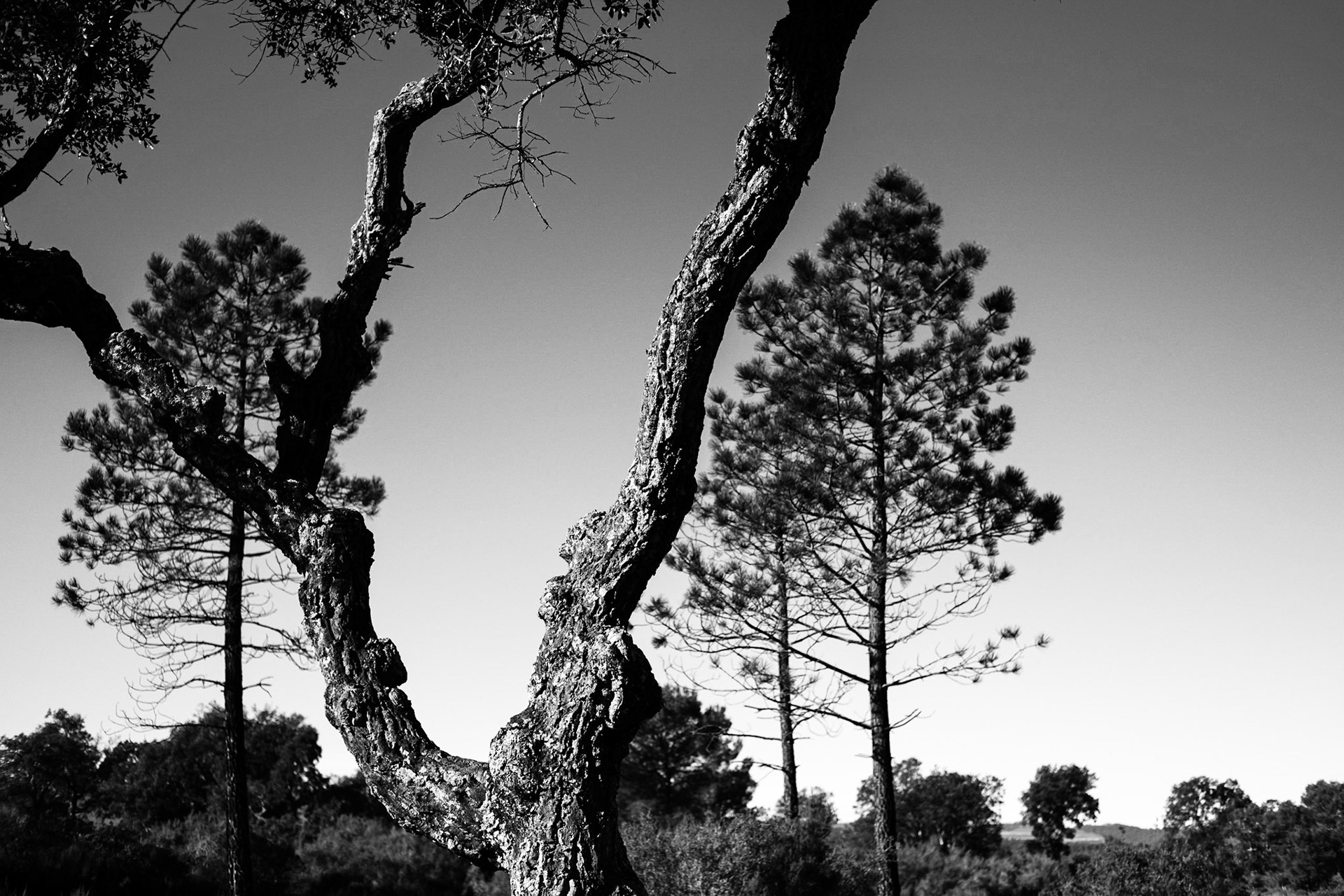 La Plaine des Maures, Var.France. Paysages en Noir et Blanc.