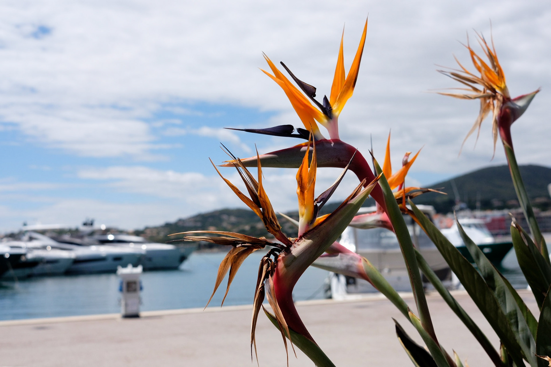 Le port de Sainte Maxime, Var, France.