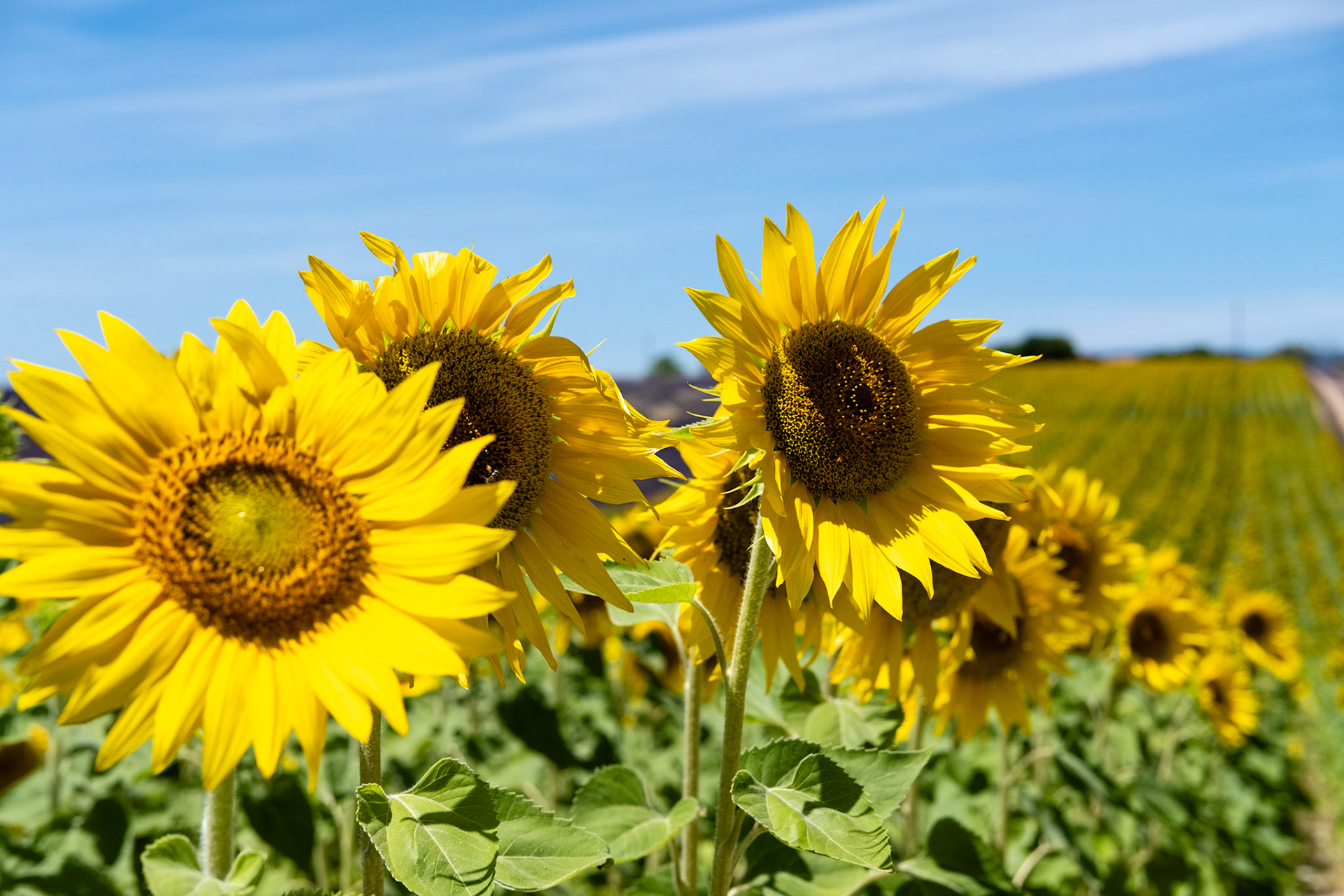 Tournesols sur le  plateau de Valensole, Alpes de haute provence, France