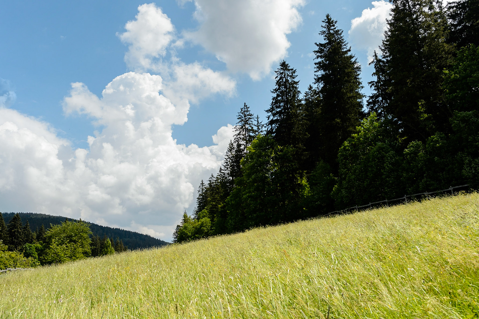 Paysages de Forêt Noire , Allemagne. Landschaften Schwarzwald, Deutschland