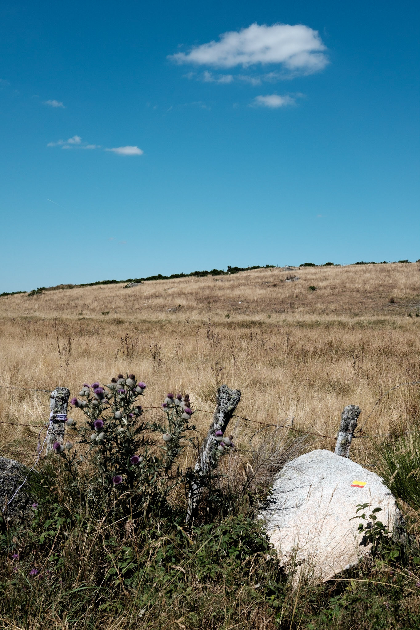 Aubrac, Auvergne,France.