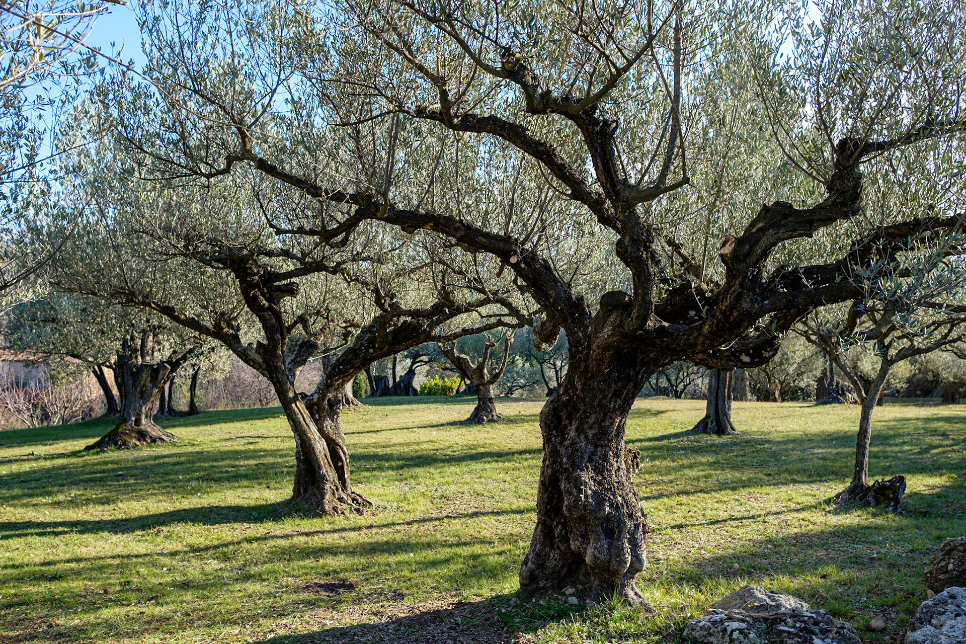 Champs d'oliviers, Provence, var. France.