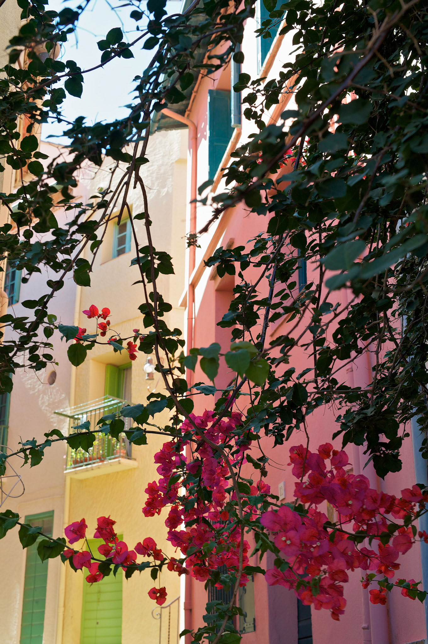 Collioure, Pyrenees Orientales, France. Branches de Bougainviller rouge au premier plan.
