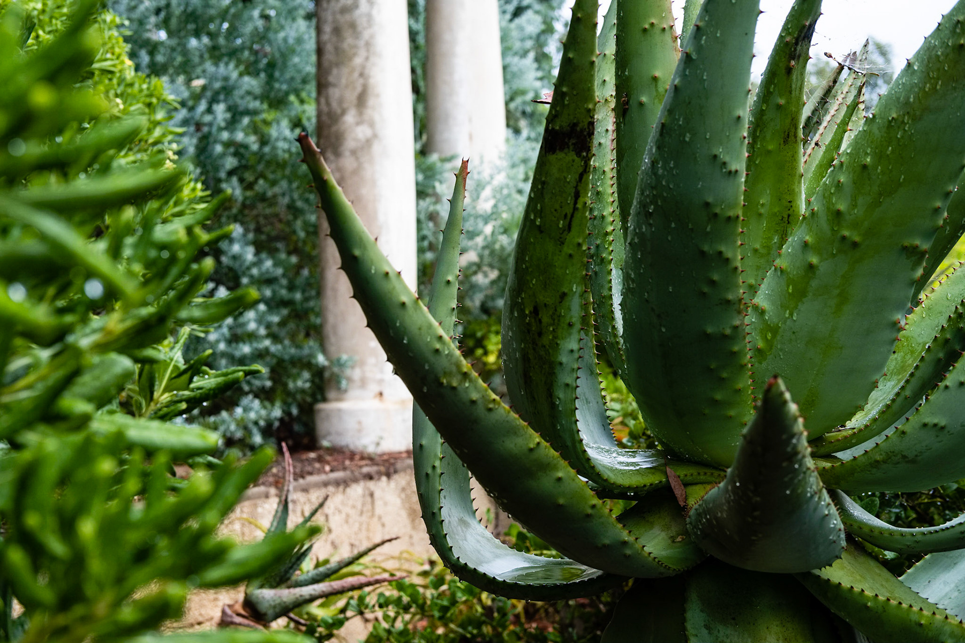 Le Jardin des Méditerranées. Domaine du Rayol, Var. France.
