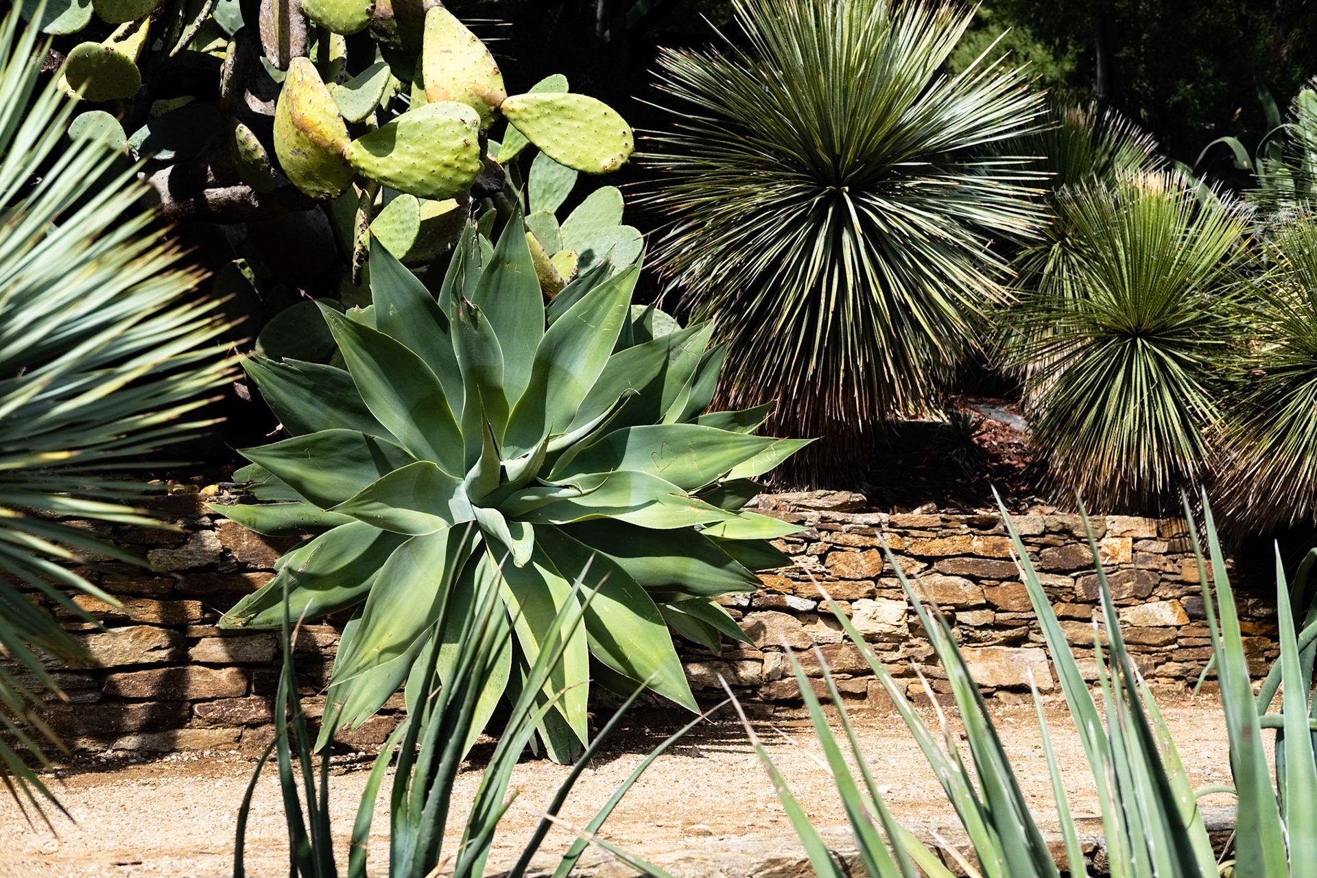 Le Jardin des Méditerranées. Domaine du Rayol, Var. France.