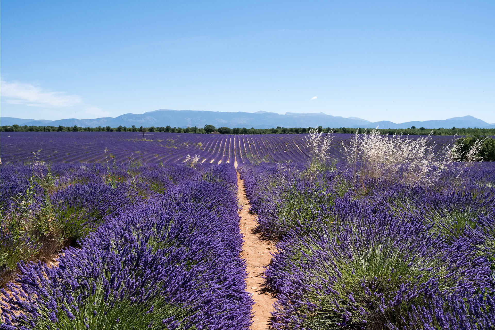 Les champs de lavande du plateau de Valensole, Alpes de haute provence, France