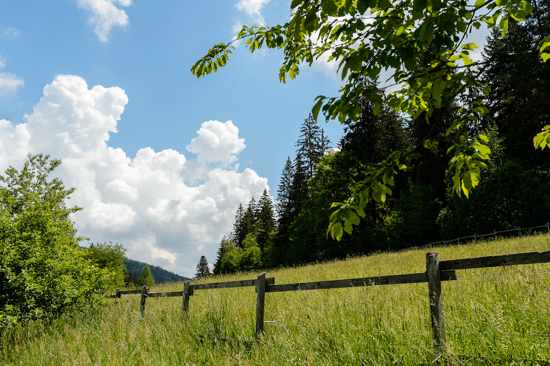 Paysages de Forêt Noire , Allemagne. Landschaften Schwarzwald, Deutschland