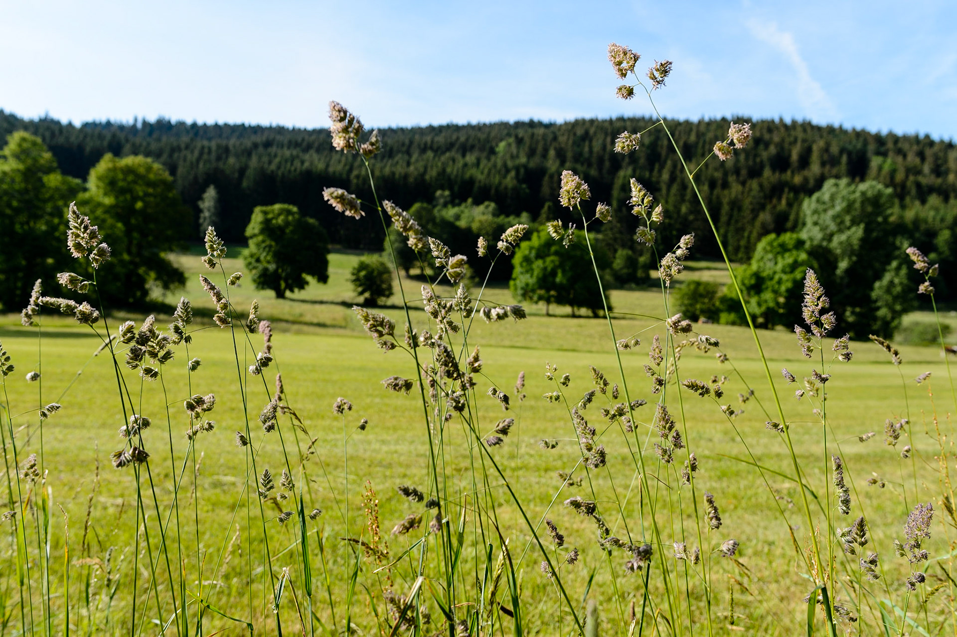 Paysages de Forêt Noire , Allemagne. Landschaften Schwarzwald, Deutschland