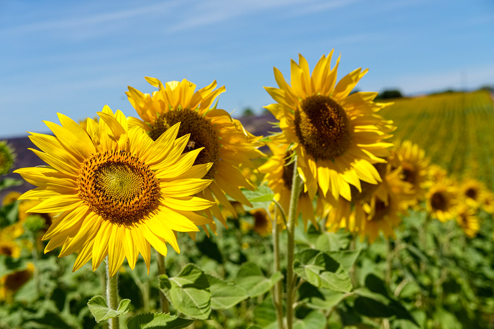 Tournesols sur le  plateau de Valensole, Alpes de haute provence, France