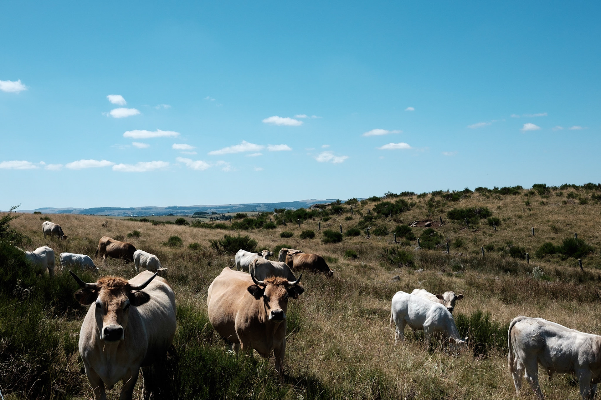 Aubrac, Auvergne,France.