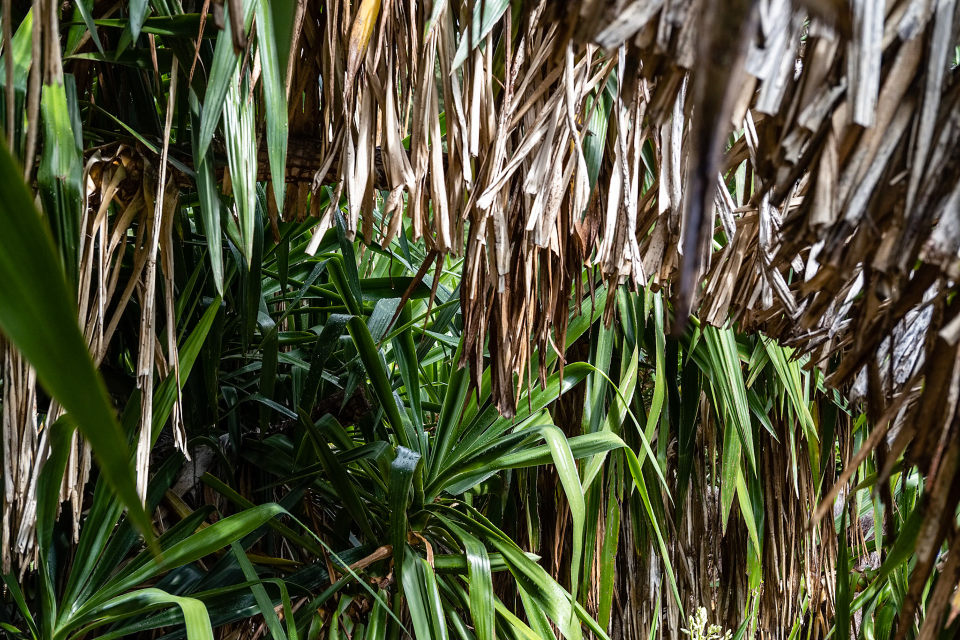 Le Jardin des Méditerranées. Domaine du Rayol, Var. France.