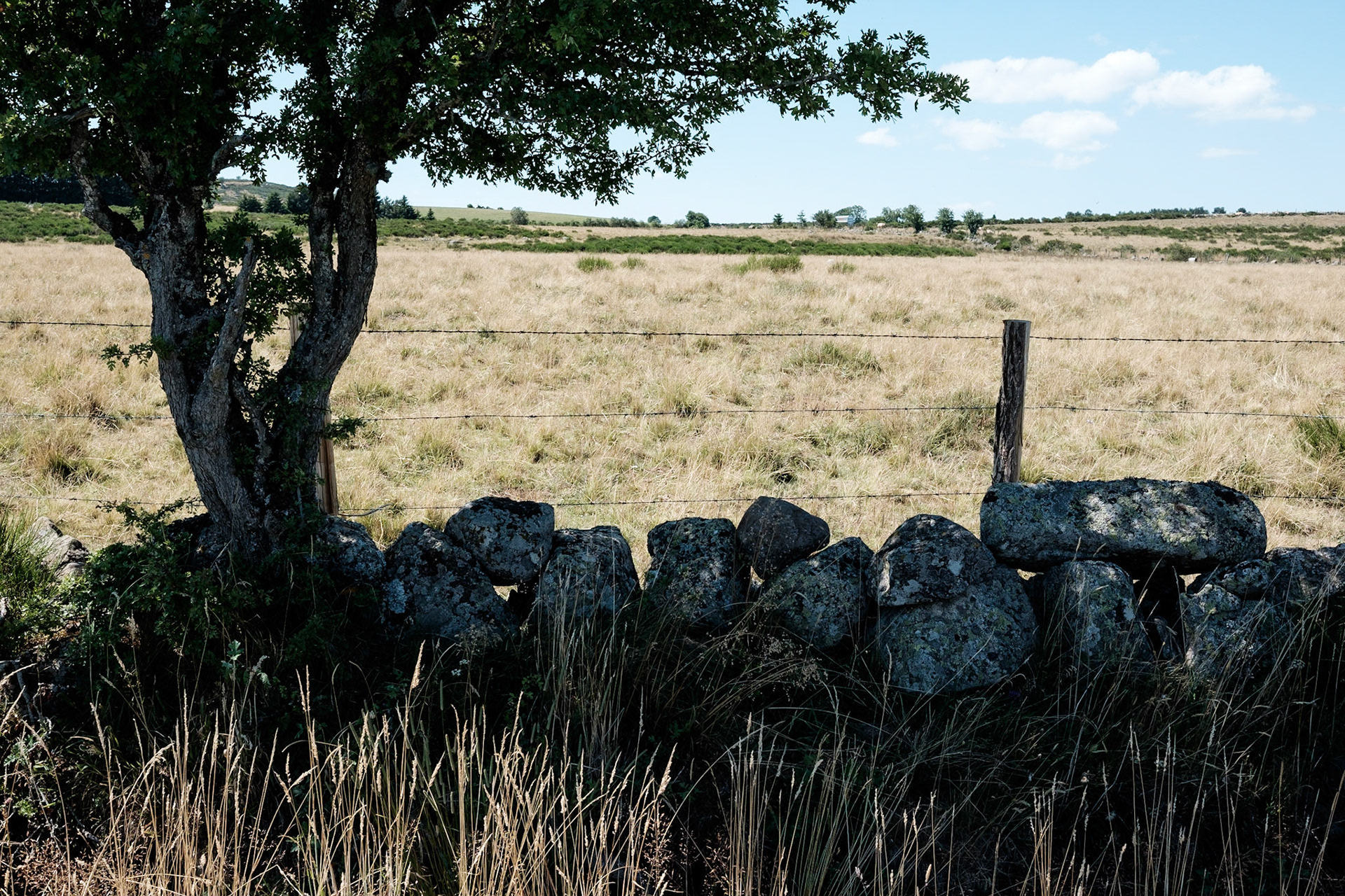 Aubrac, Auvergne,France.