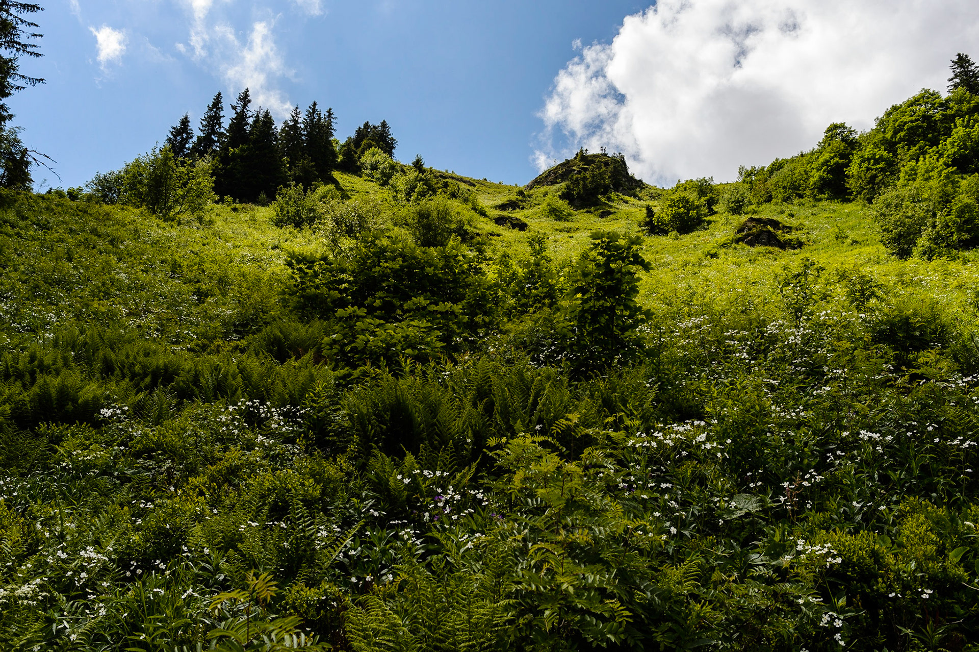 Paysages de Forêt Noire , Allemagne. Landschaften Schwarzwald, Deutschland