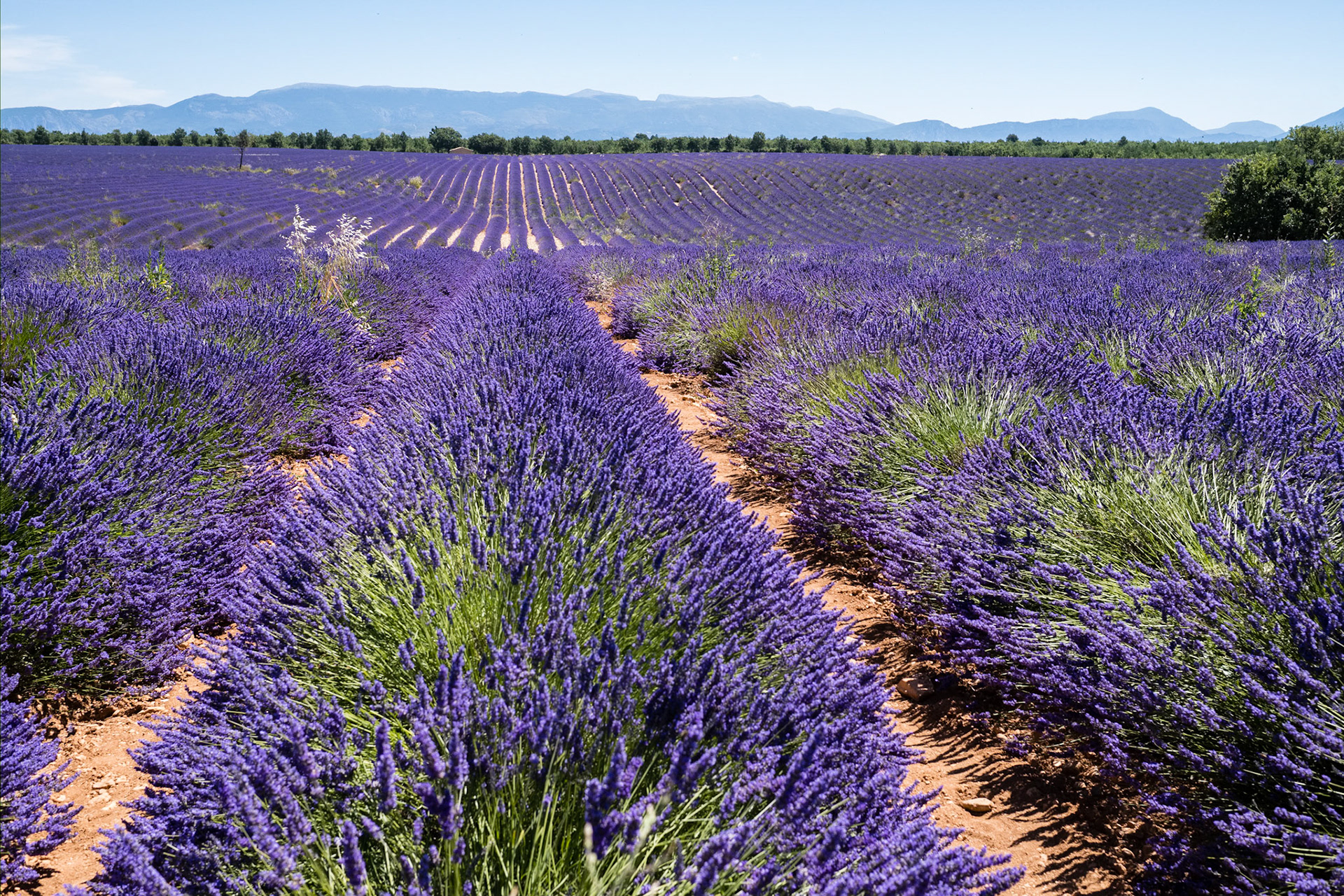 Les champs de lavande du plateau de Valensole, Alpes de haute provence, France