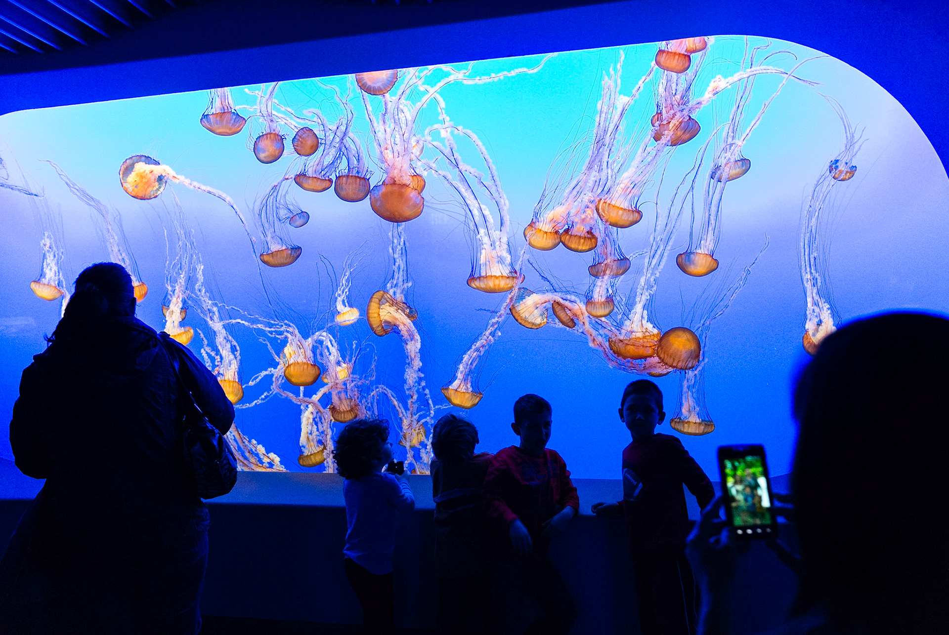 Aquarium de Monterey, Californie USA.