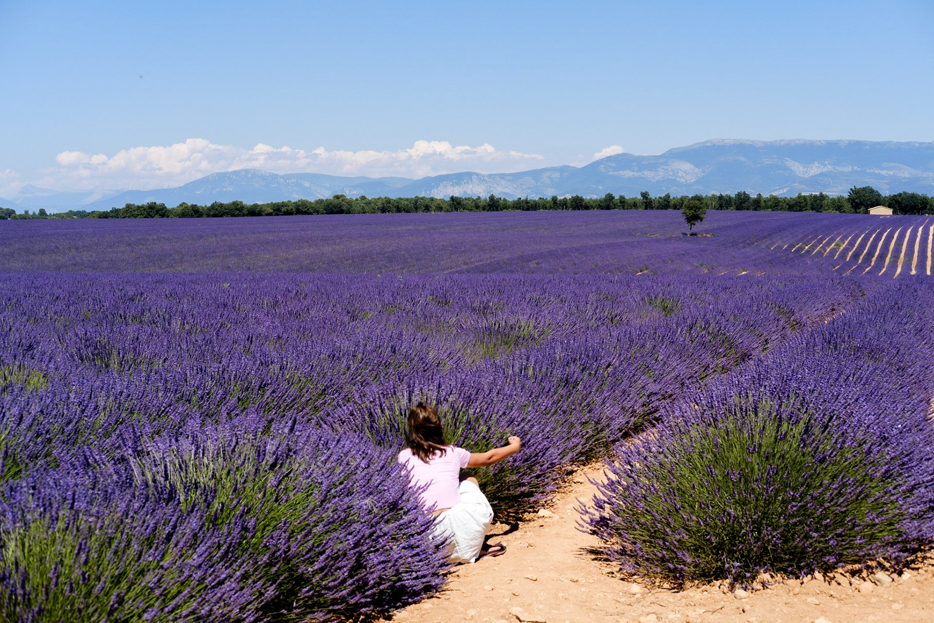 Les champs de lavande du plateau de Valensole, Alpes de haute provence, France