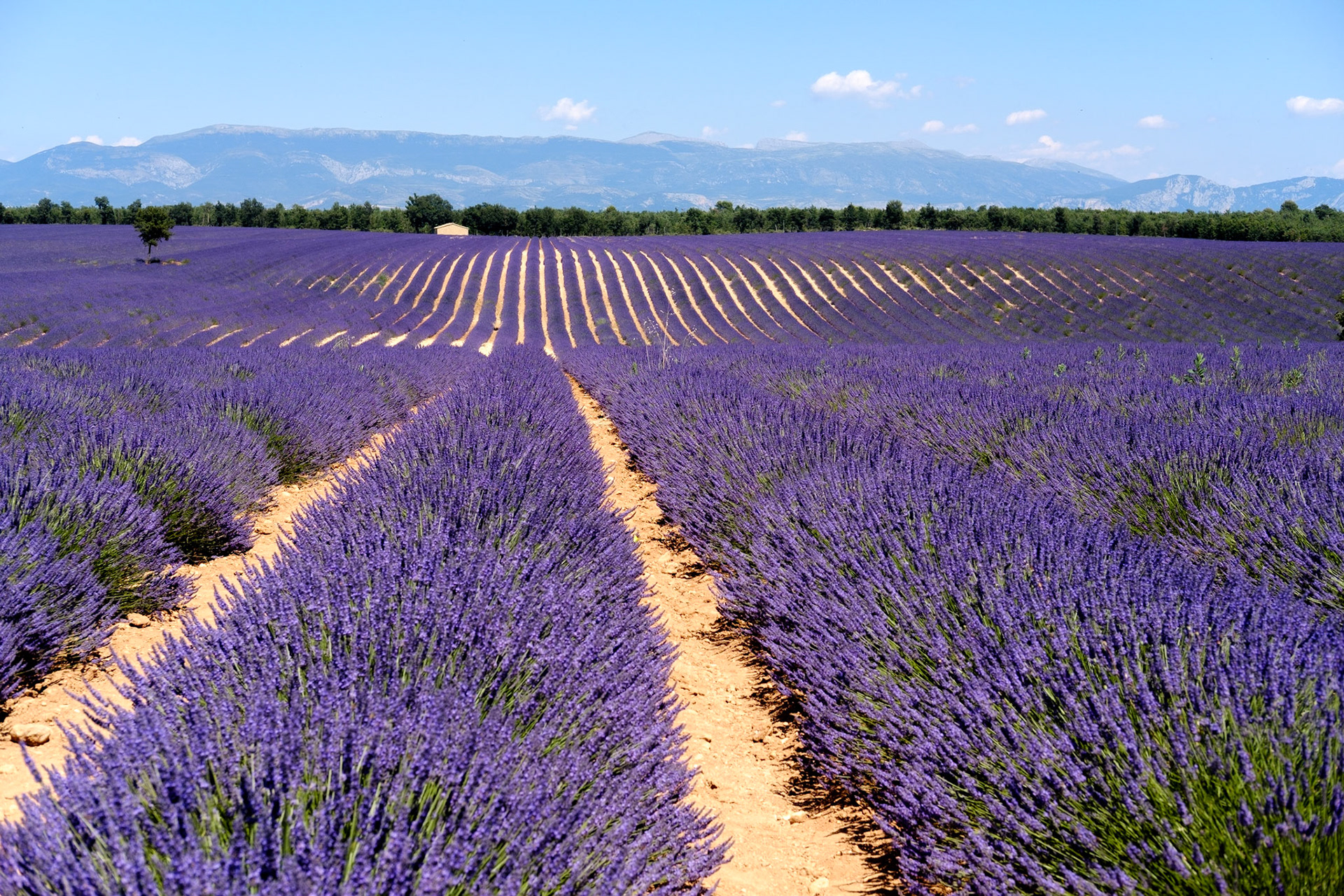Les champs de lavande du plateau de Valensole, Alpes de haute provence, France