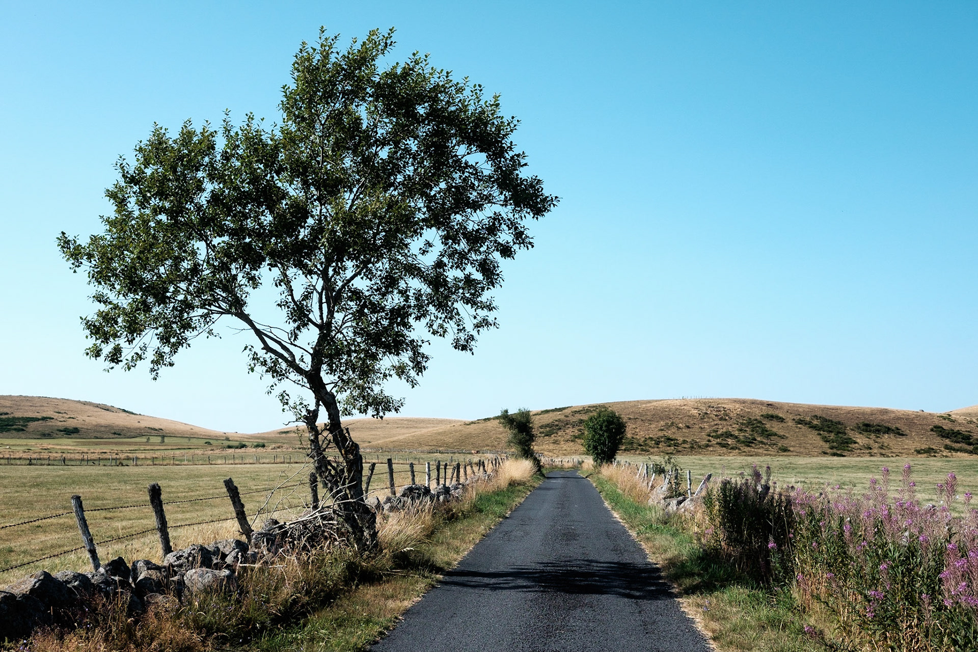 Petite route secondaire de campagne en Aubrac, Auvergne, France. / Small country road by Aubrac, Auvergne, France.