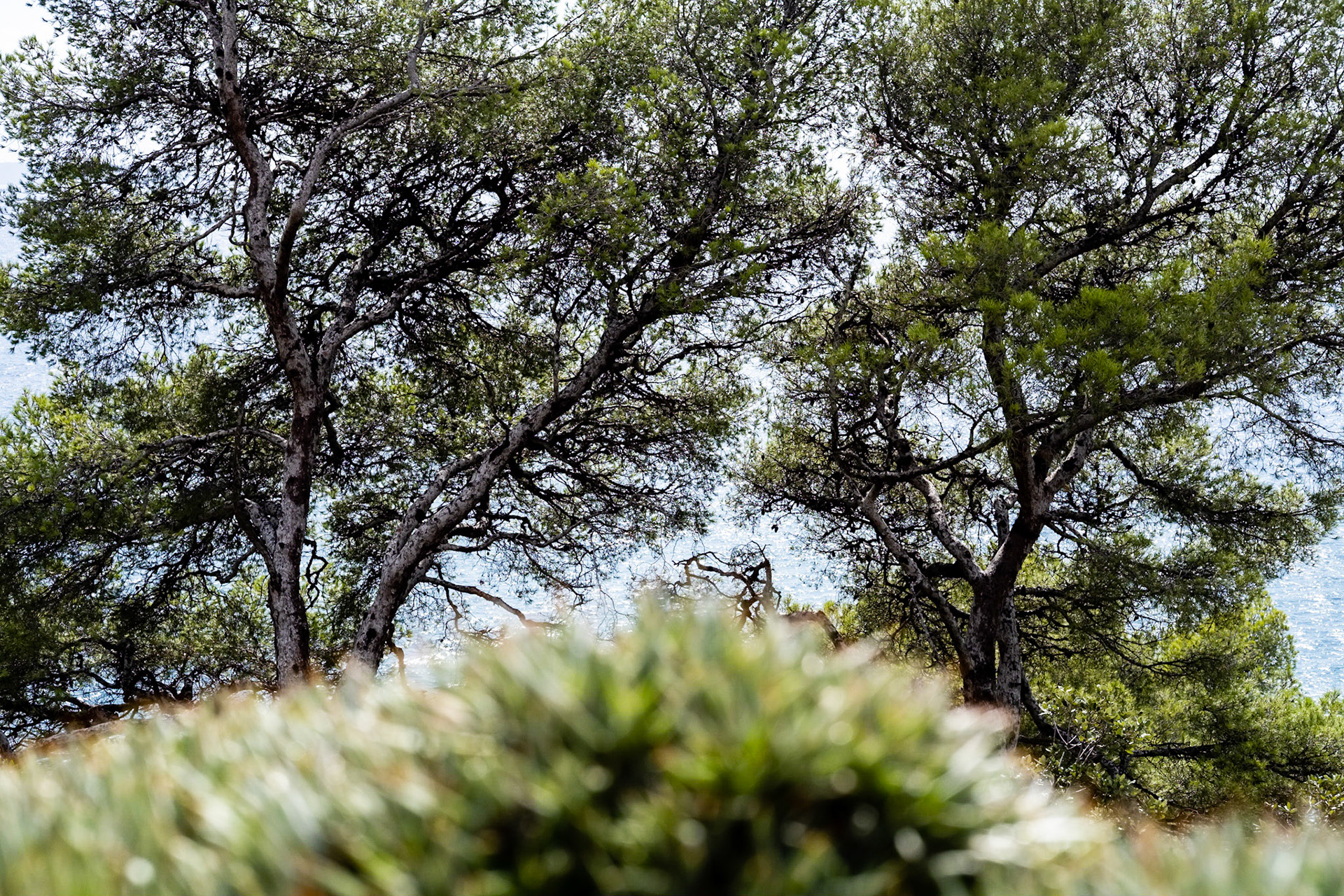 Le Jardin des Méditerranées. Domaine du Rayol, Var. France.