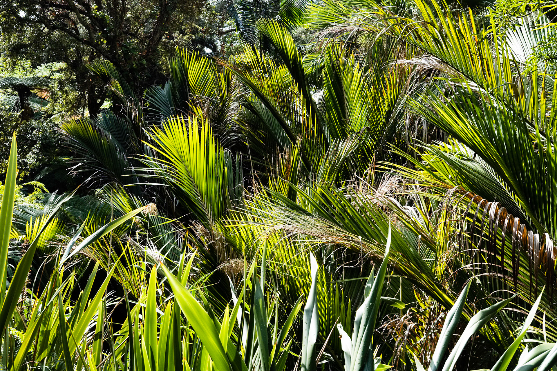 Le Jardin des Méditerranées. Domaine du Rayol, Var. France.
