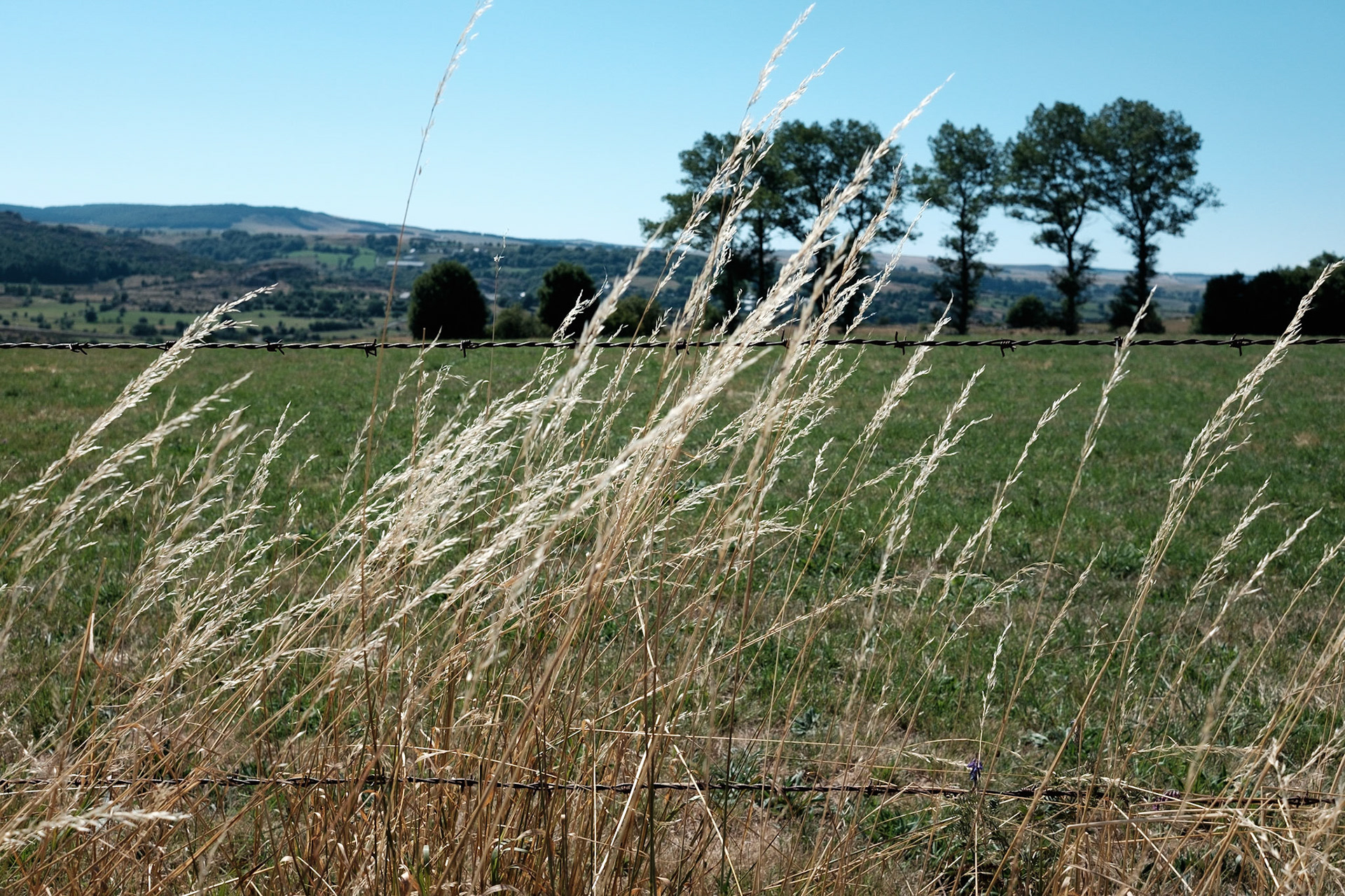 Aubrac, Auvergne,France.