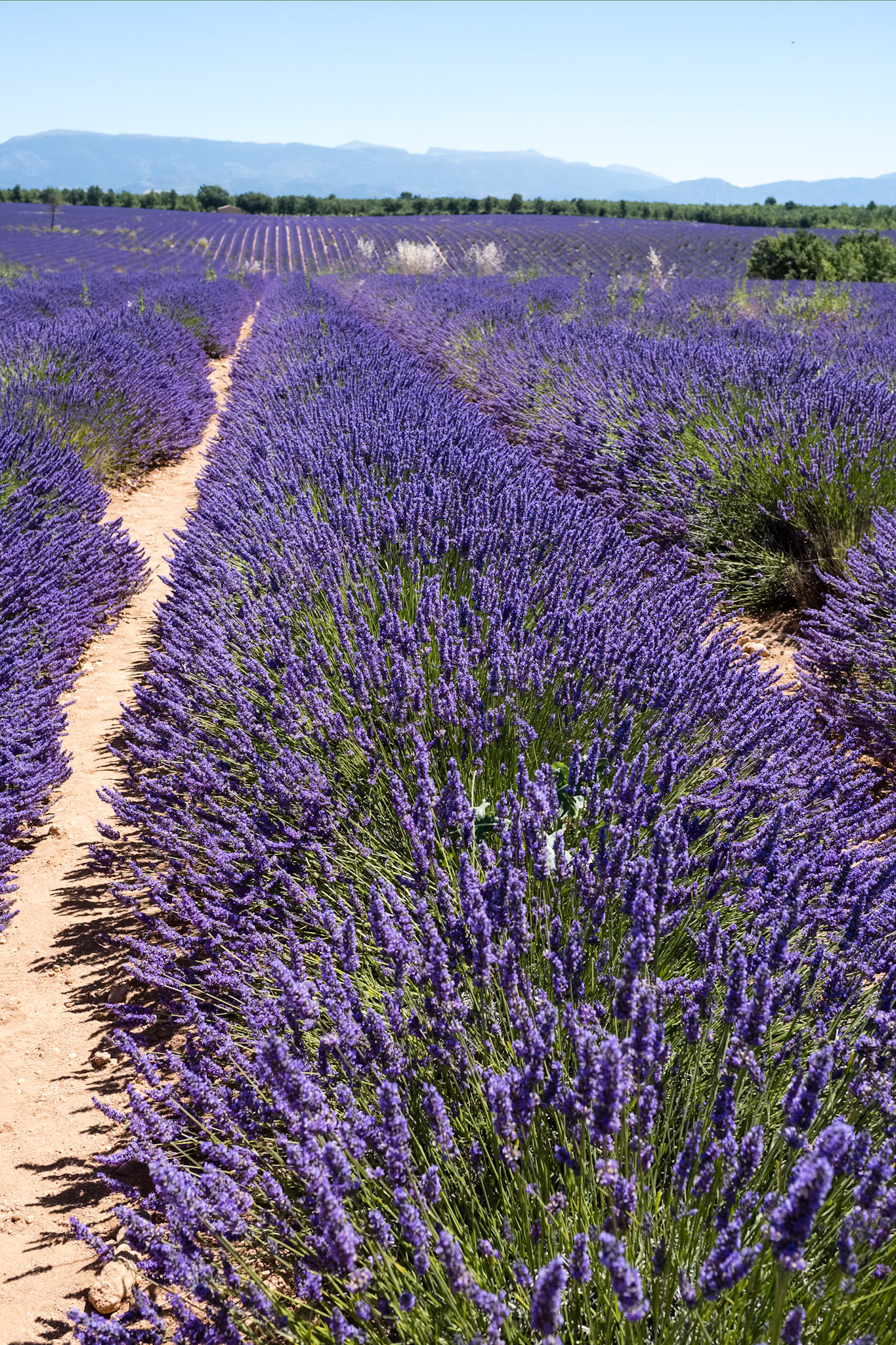 Les champs de lavande du plateau de Valensole, Alpes de haute provence, France