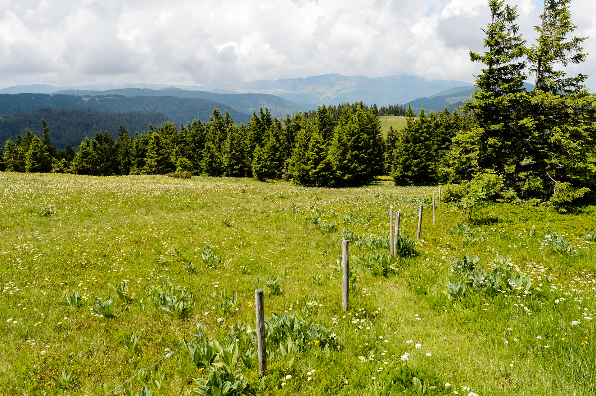 Paysages de Forêt Noire , Allemagne. Landschaften Schwarzwald, Deutschland