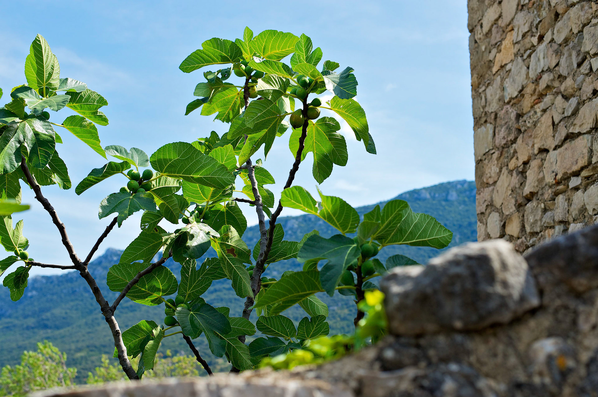 Duilhac-sous-Peyrepertuse, Hautes corbieres, Aude, France , figuier.