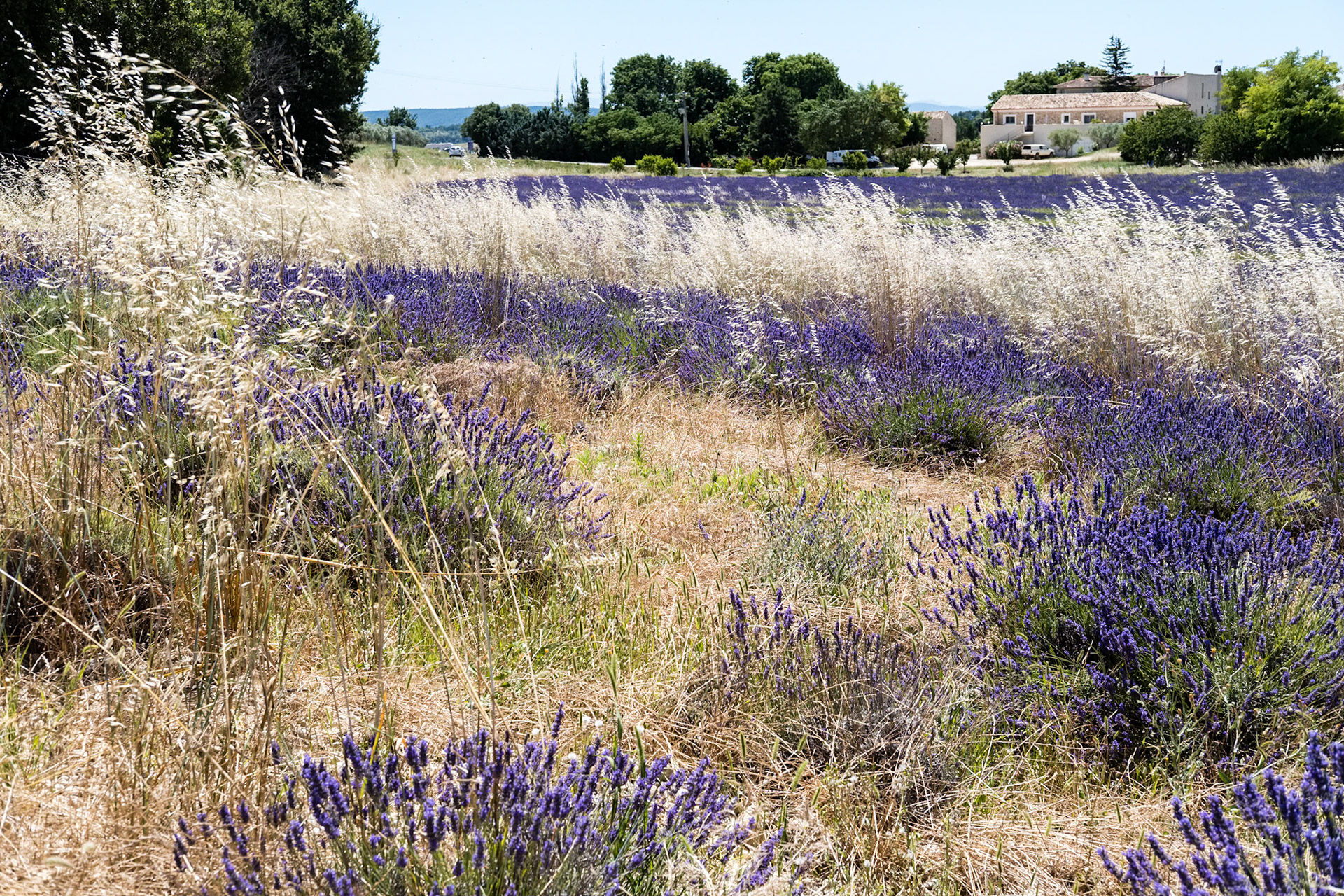 Les champs de lavande du plateau de Valensole, Alpes de haute provence, France
