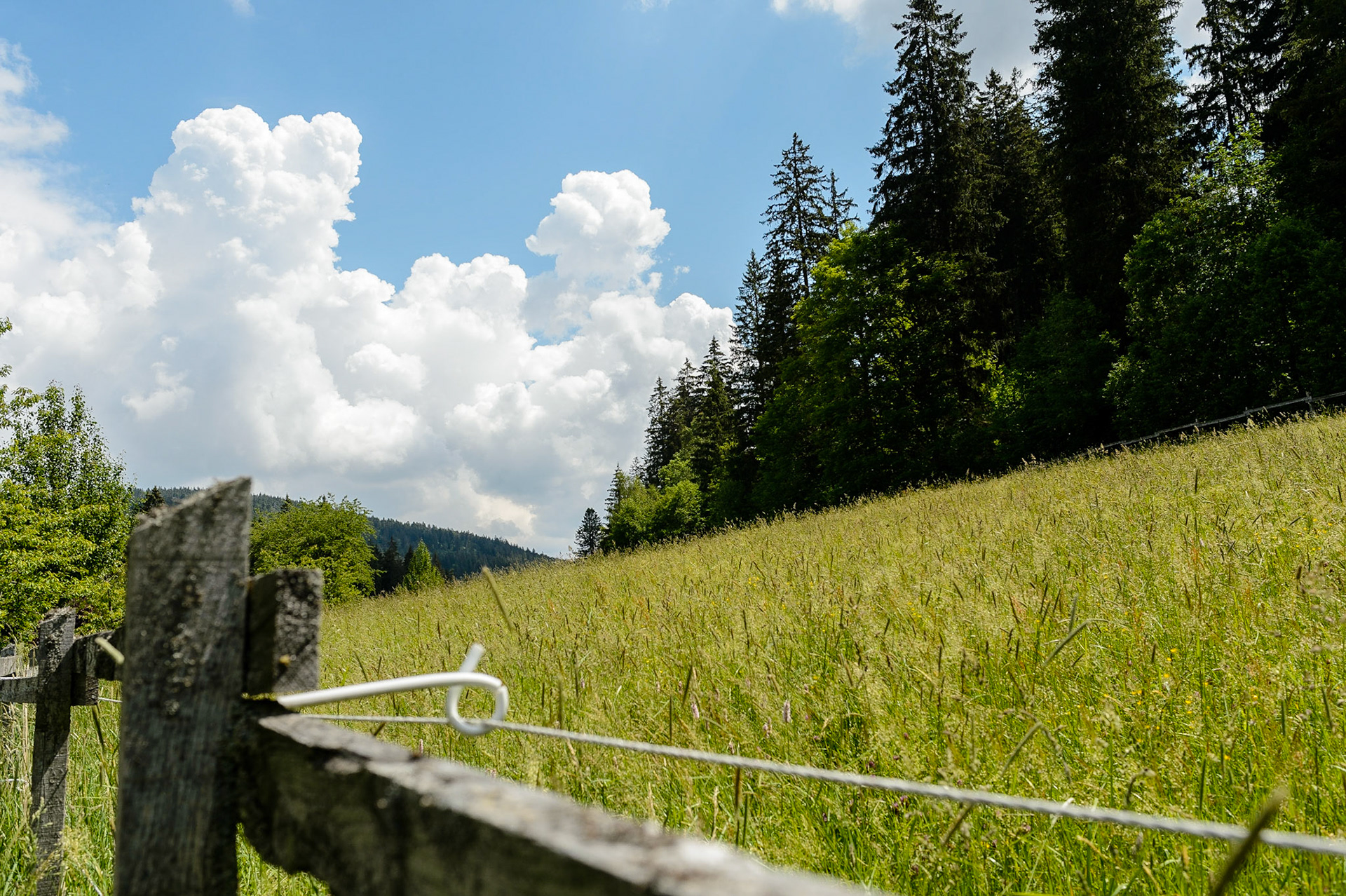 Paysages de Forêt Noire , Allemagne. Landschaften Schwarzwald, Deutschland