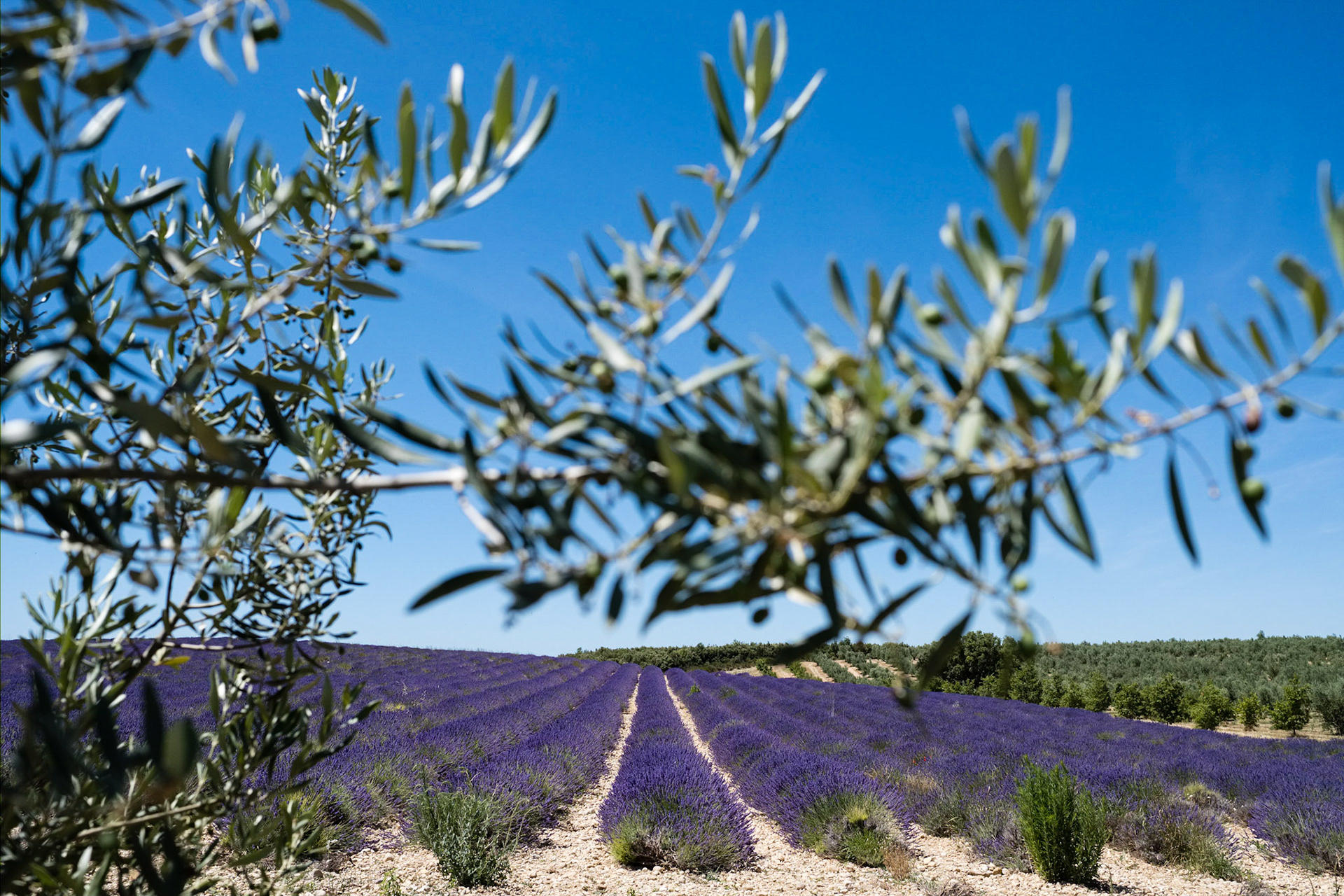 Les champs de lavande du plateau de Valensole, Alpes de haute provence, France. Au premier plan une branche d'oilivier floue.