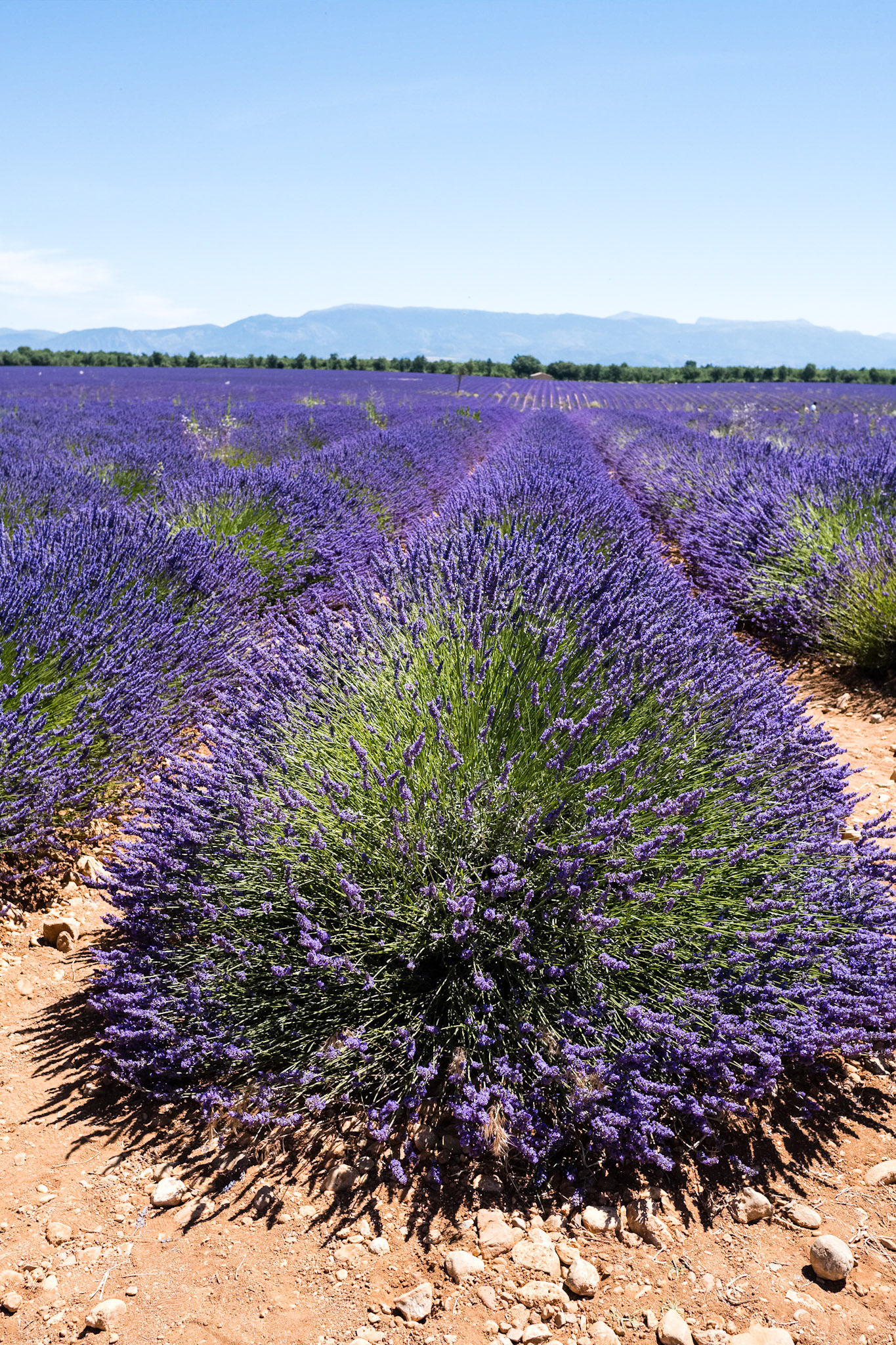 Les champs de lavande du plateau de Valensole, Alpes de haute provence, France